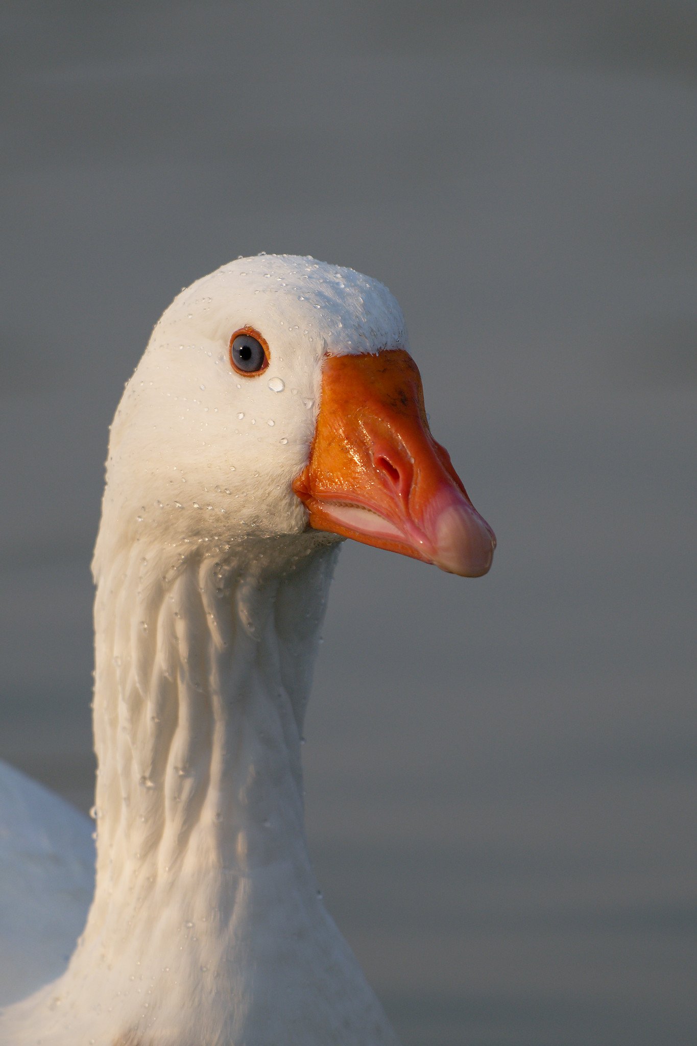 Close-up of a white goose with a wet head, bright orange beak, and water droplets on its feathers.