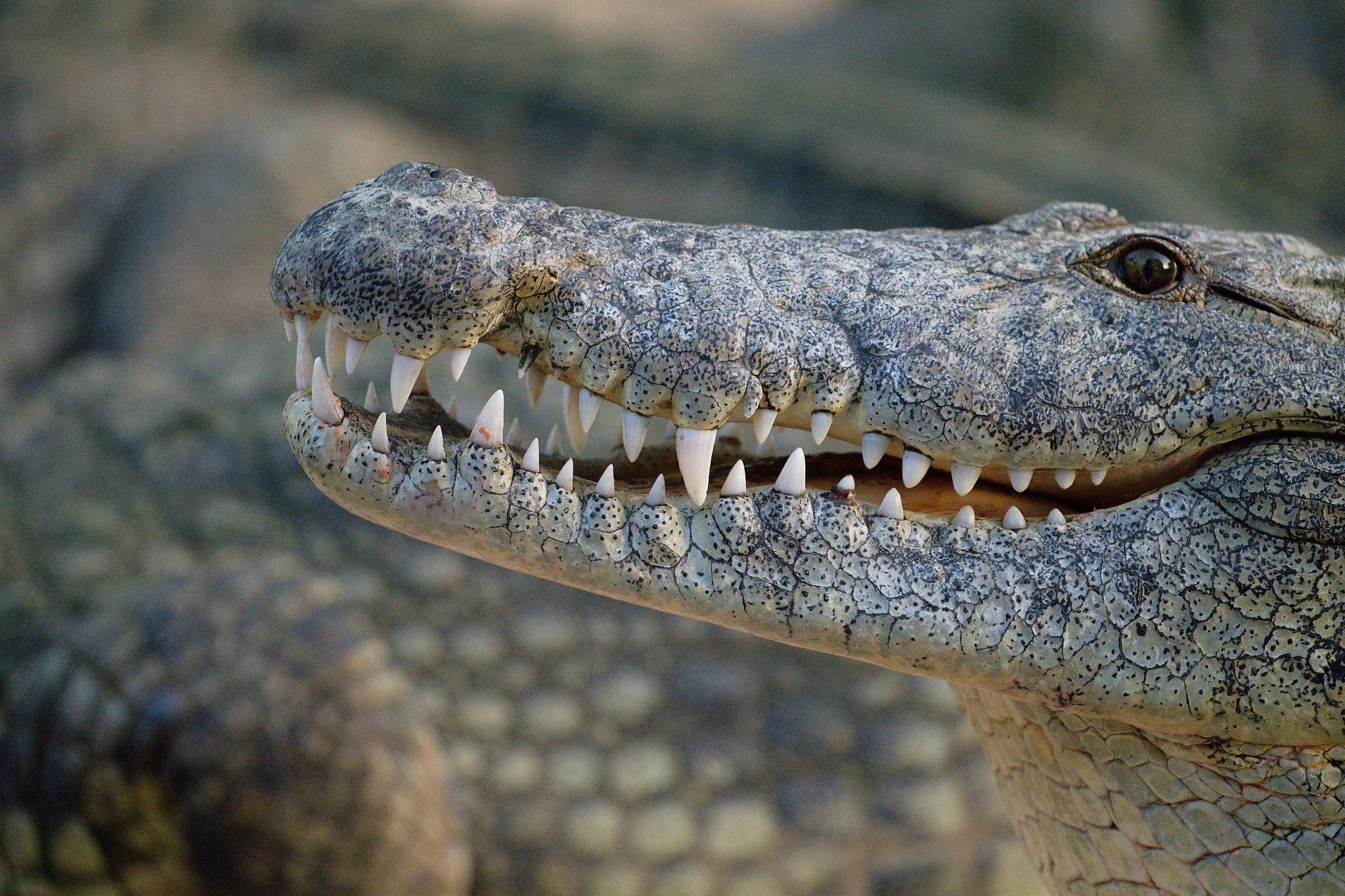 Close-up of a crocodile's head, showing its open mouth with sharp teeth, textured skin, and dark eye.