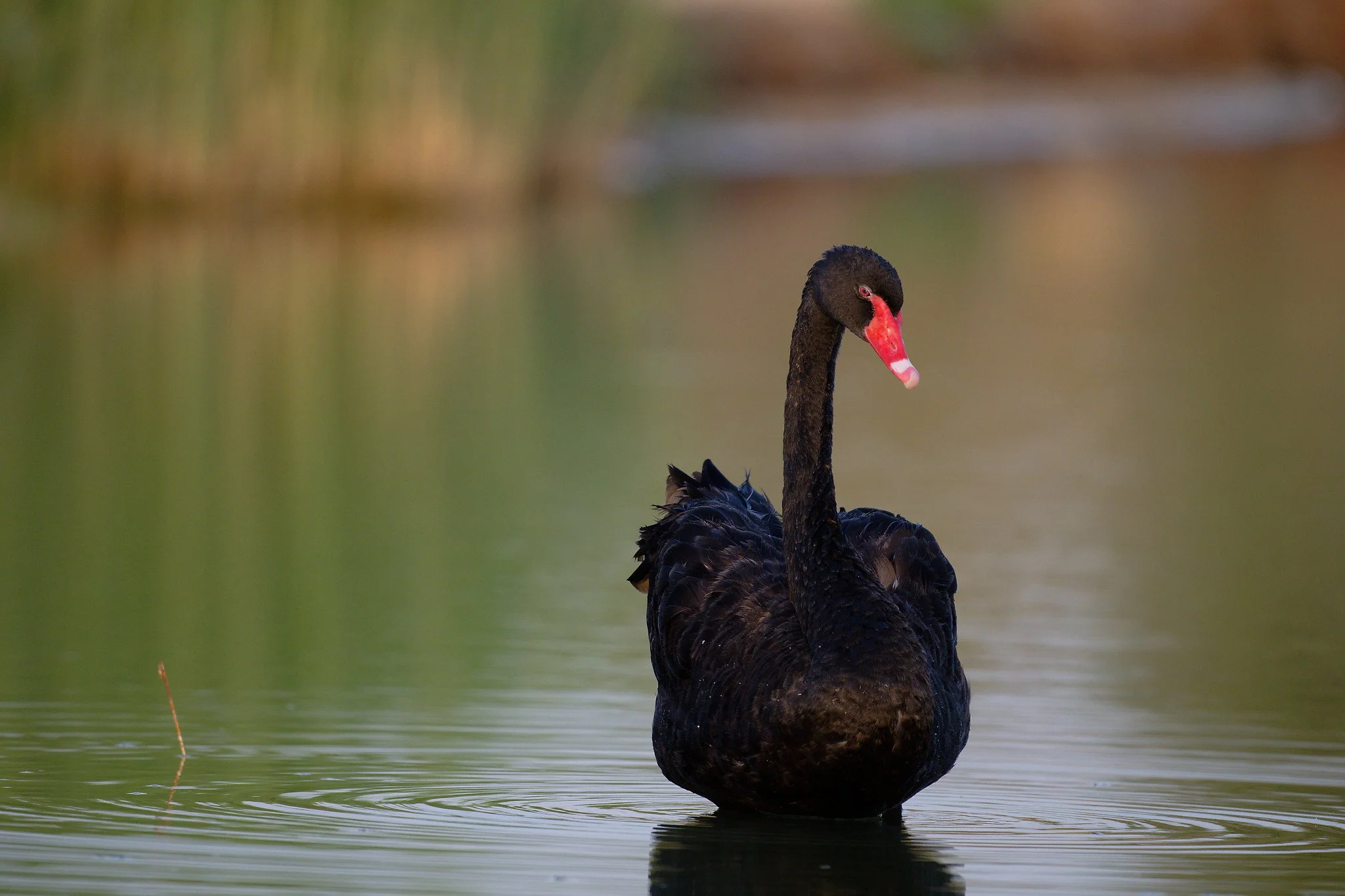 A black swan swimming in a calm body of water with a reddish-orange beak and a curved neck, surrounded by blurred natural scenery.
