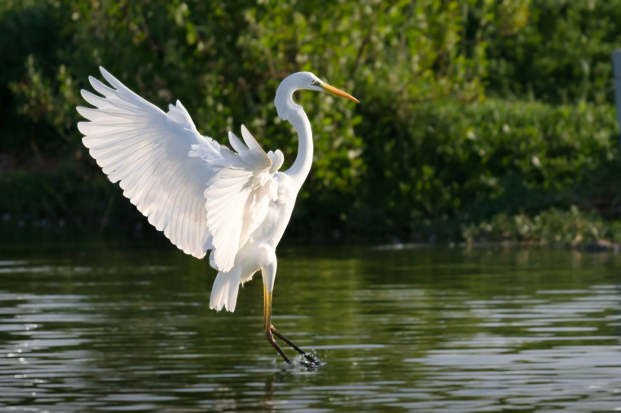 A white heron standing in water with wings partially extended, surrounded by green foliage.