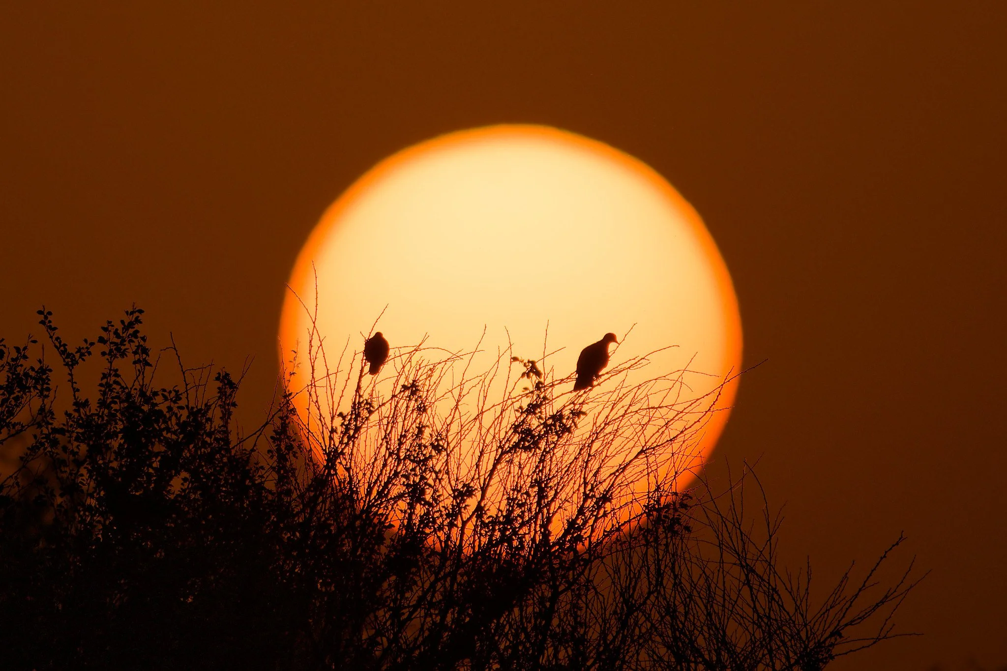 Silhouette of two birds sitting on branches in front of a large setting sun.
