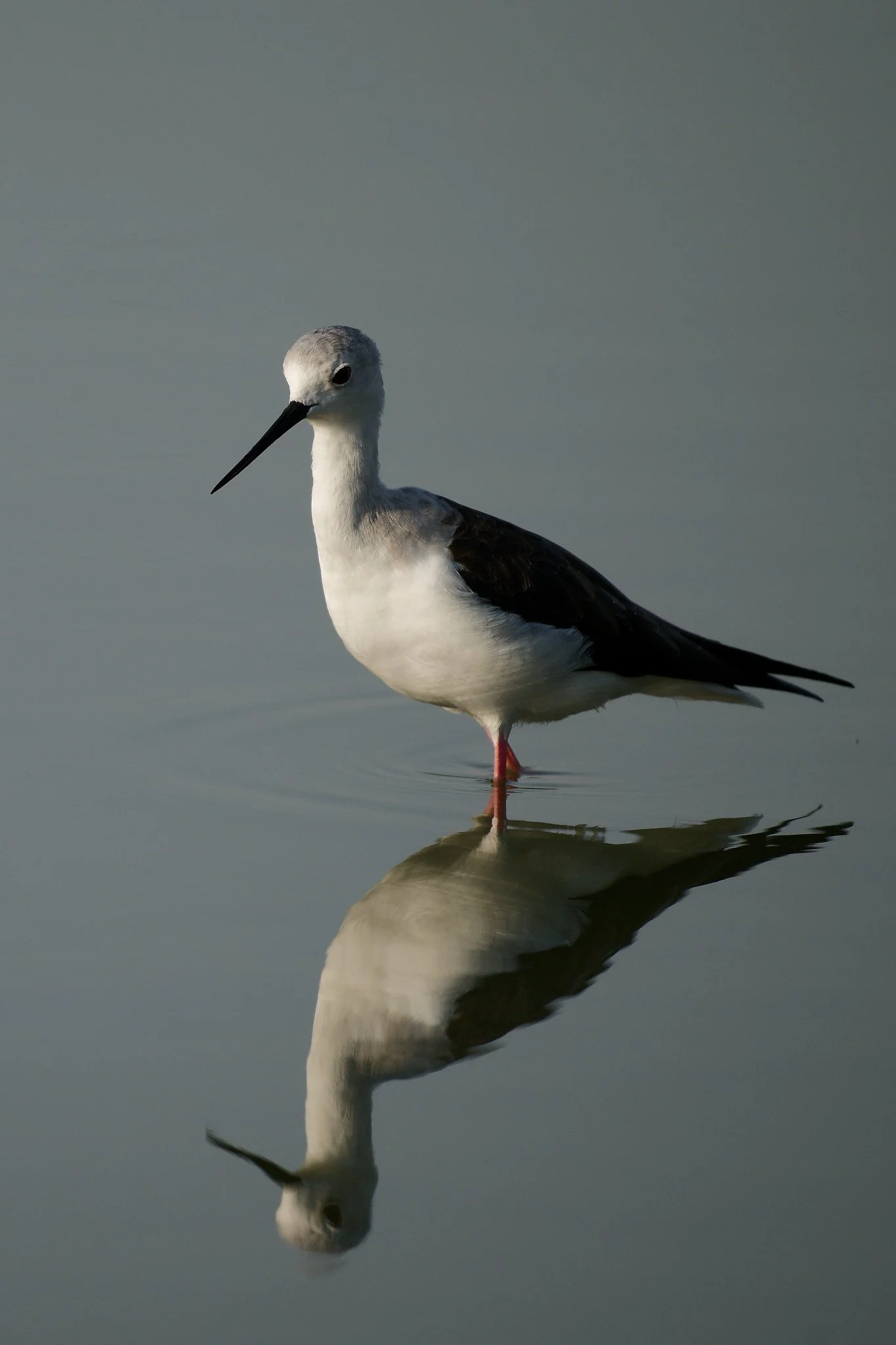 A black and white bird standing in shallow water, with its reflection visible below.