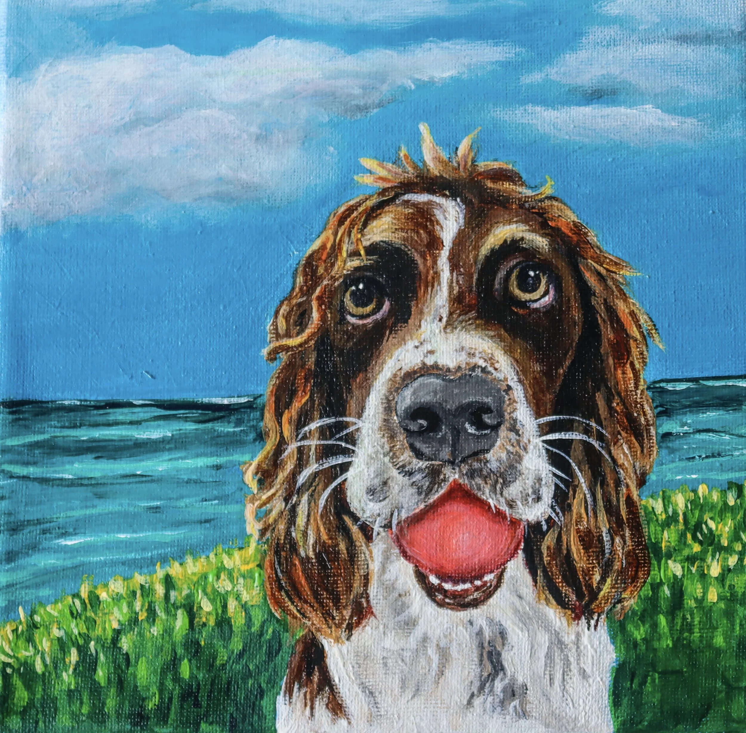 Rosie the English Springer Spaniel 