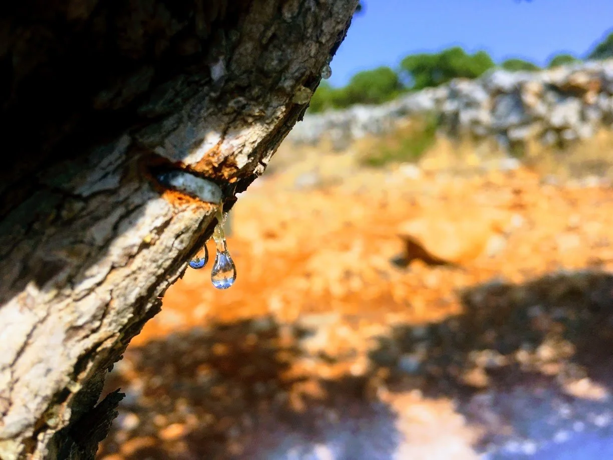 Close-up of mastiha tears as droplets hanging from a tree branch with a blurred background of orange soil, a stone wall, and green trees under a blue sky.