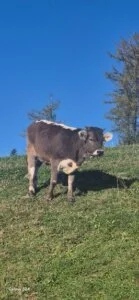 Kuh auf einer grünen Wiese unter blauem Himmel mit Bäumen im Hintergrund.