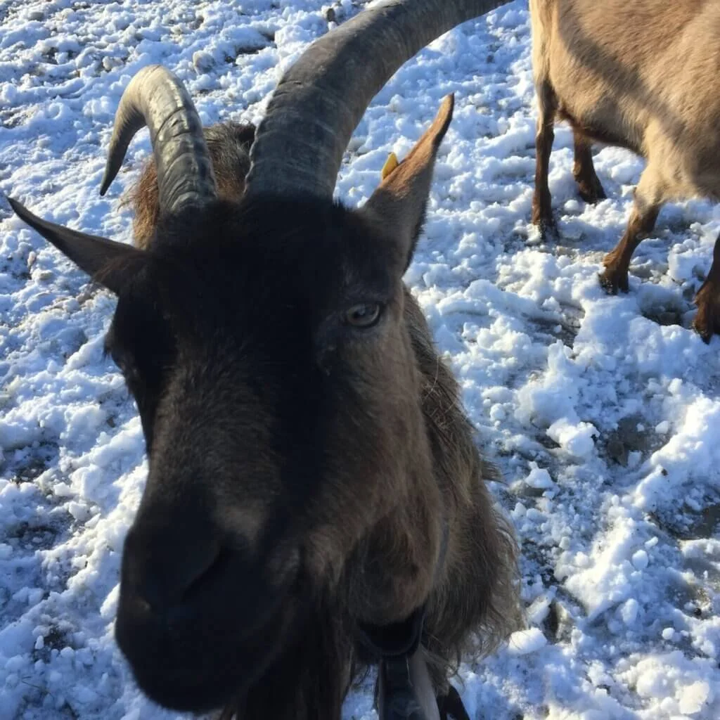 Ziegen auf schneebedecktem Boden