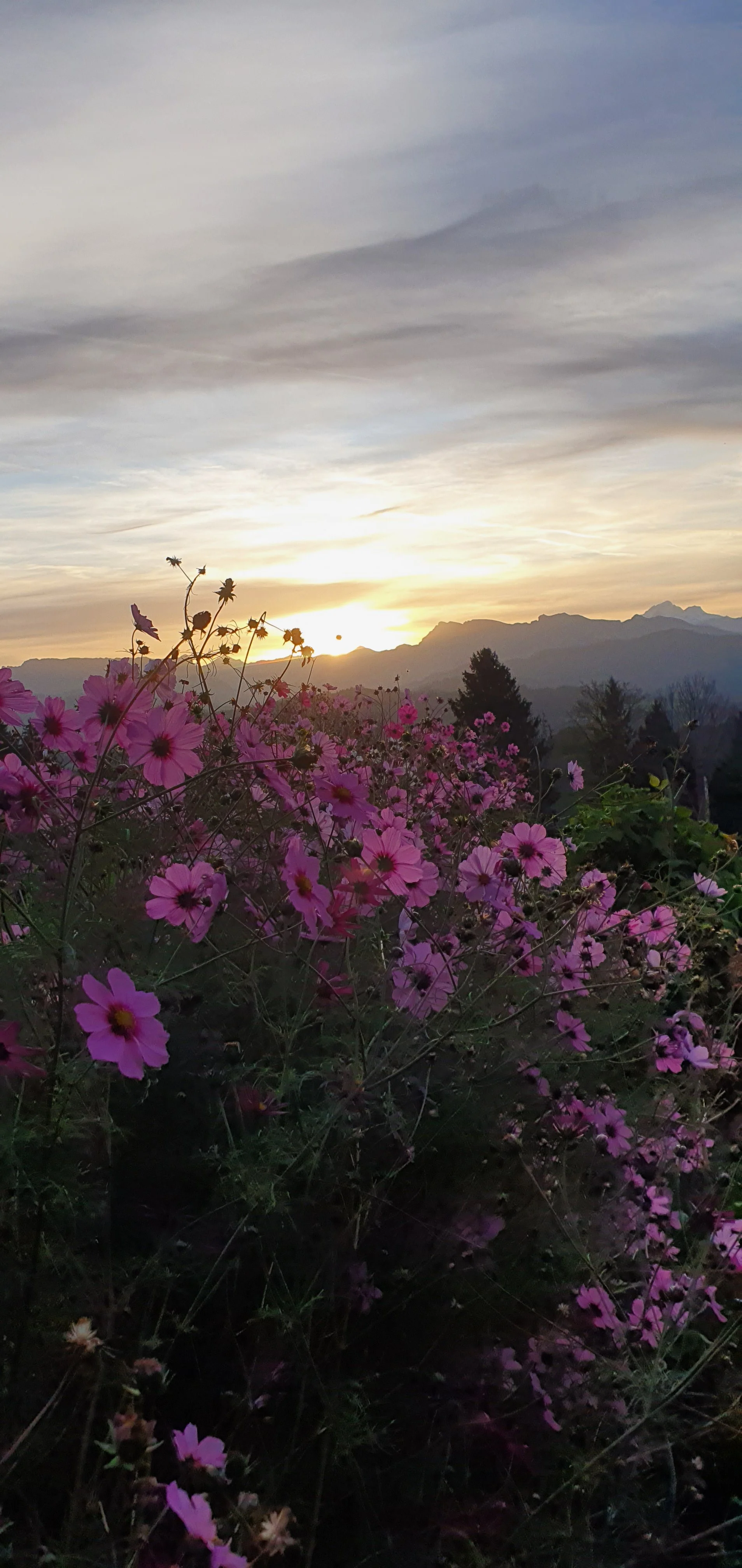Bunte Blumen im Vordergrund bei Sonnenuntergang, Berge im Hintergrund, bewölkter Himmel.