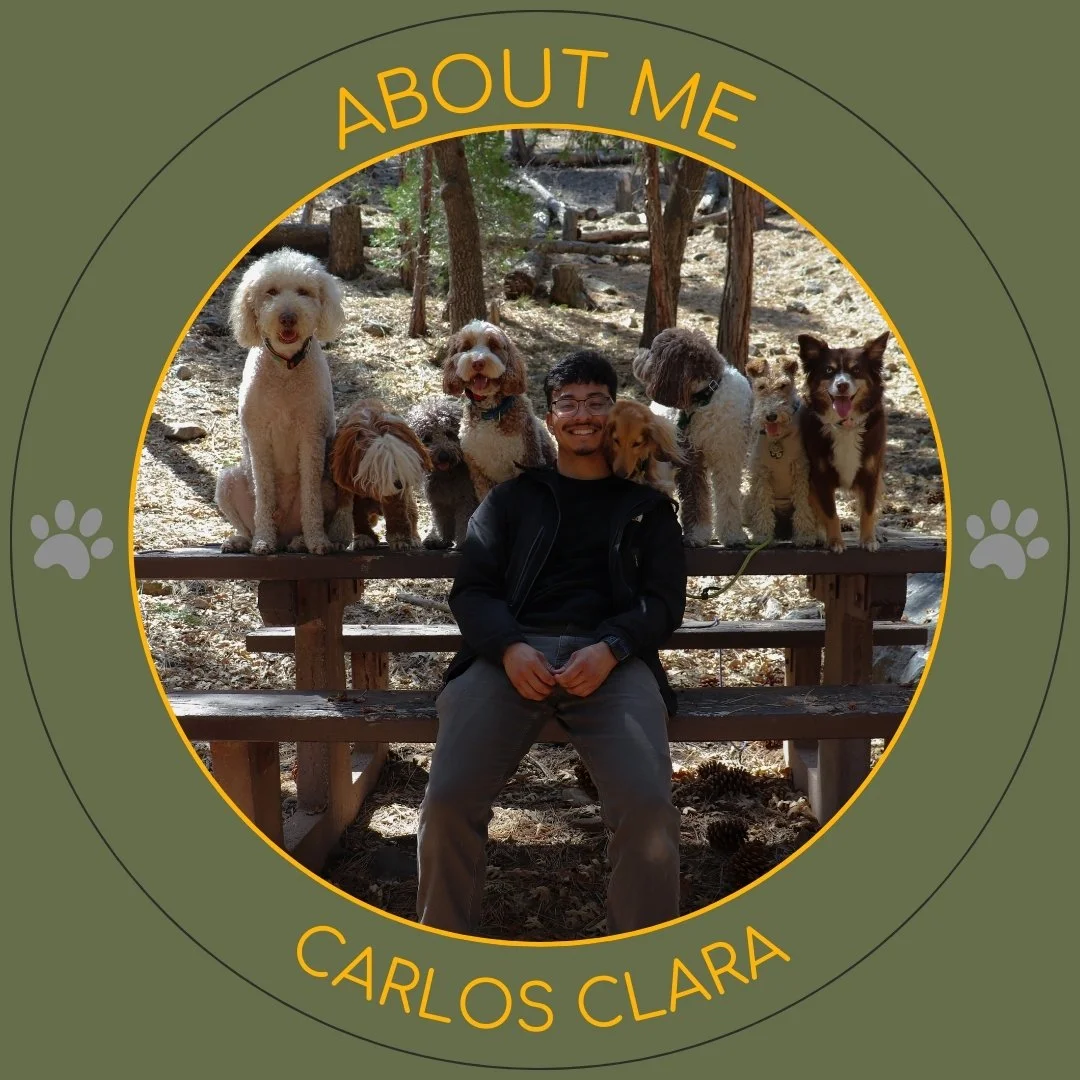 Dog Training, Public Obedience, Dog Trainer, Socialization, Pack Walk, Off Leash Dogs