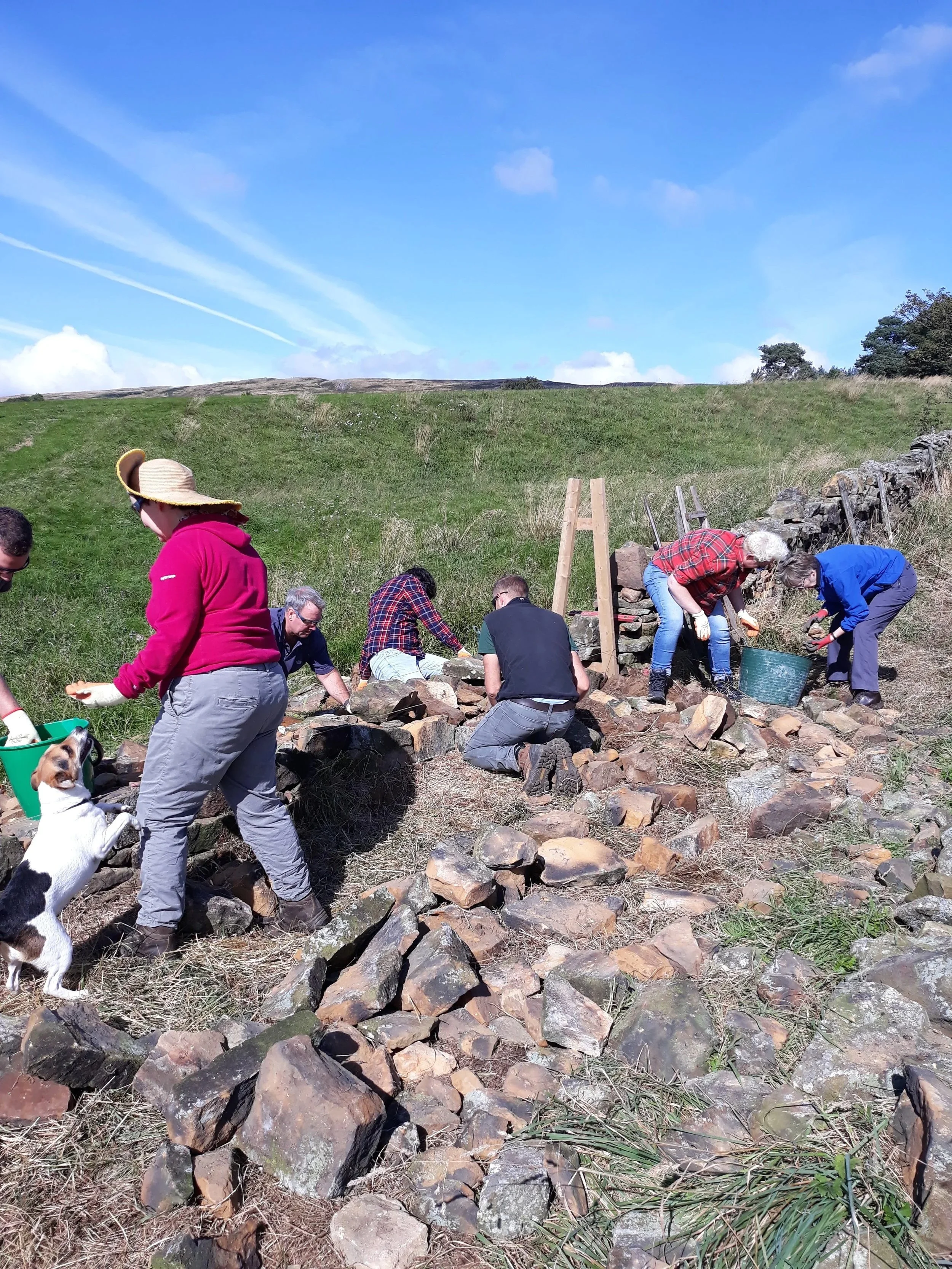 Small group dry stone walling taster day in Northumberland