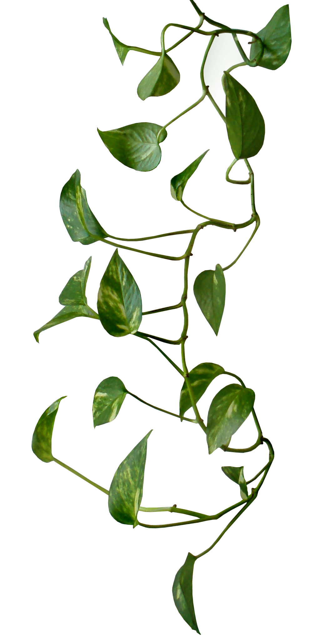 Kletterpflanze mit grünen, herzförmigen Blättern