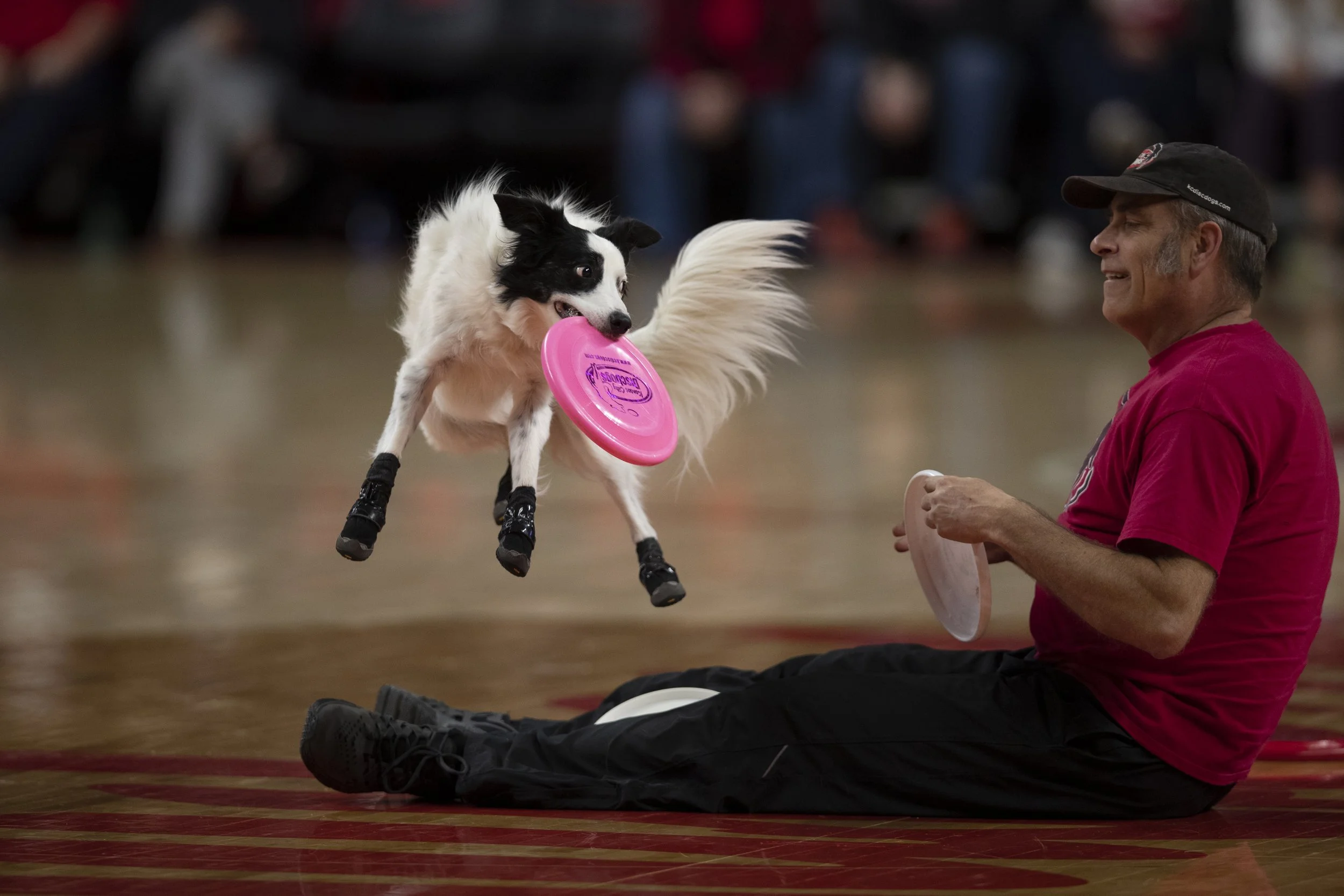 A dog jumping in the air to catch a pink frisbee while a man sits on the floor holding a frisbee, with spectators blurred in the background.