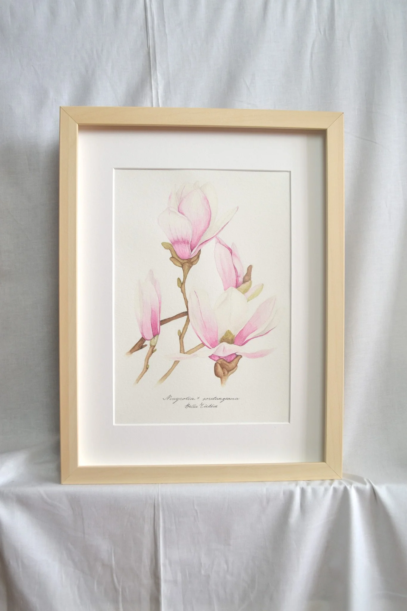 Magnolia x soulangeana