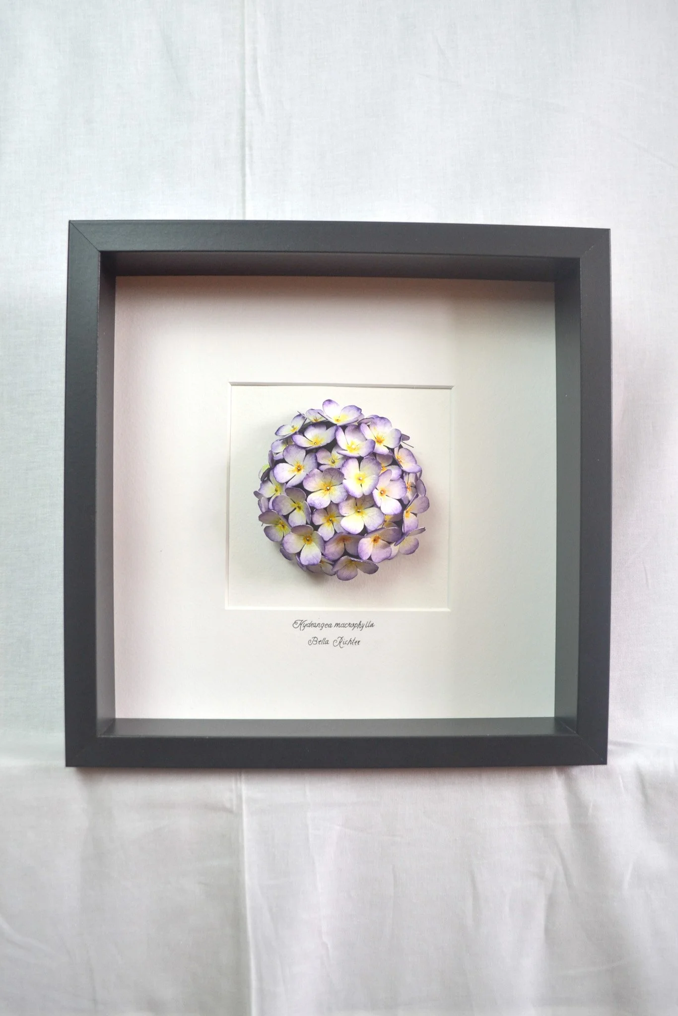 Hydrangea Macrophylla