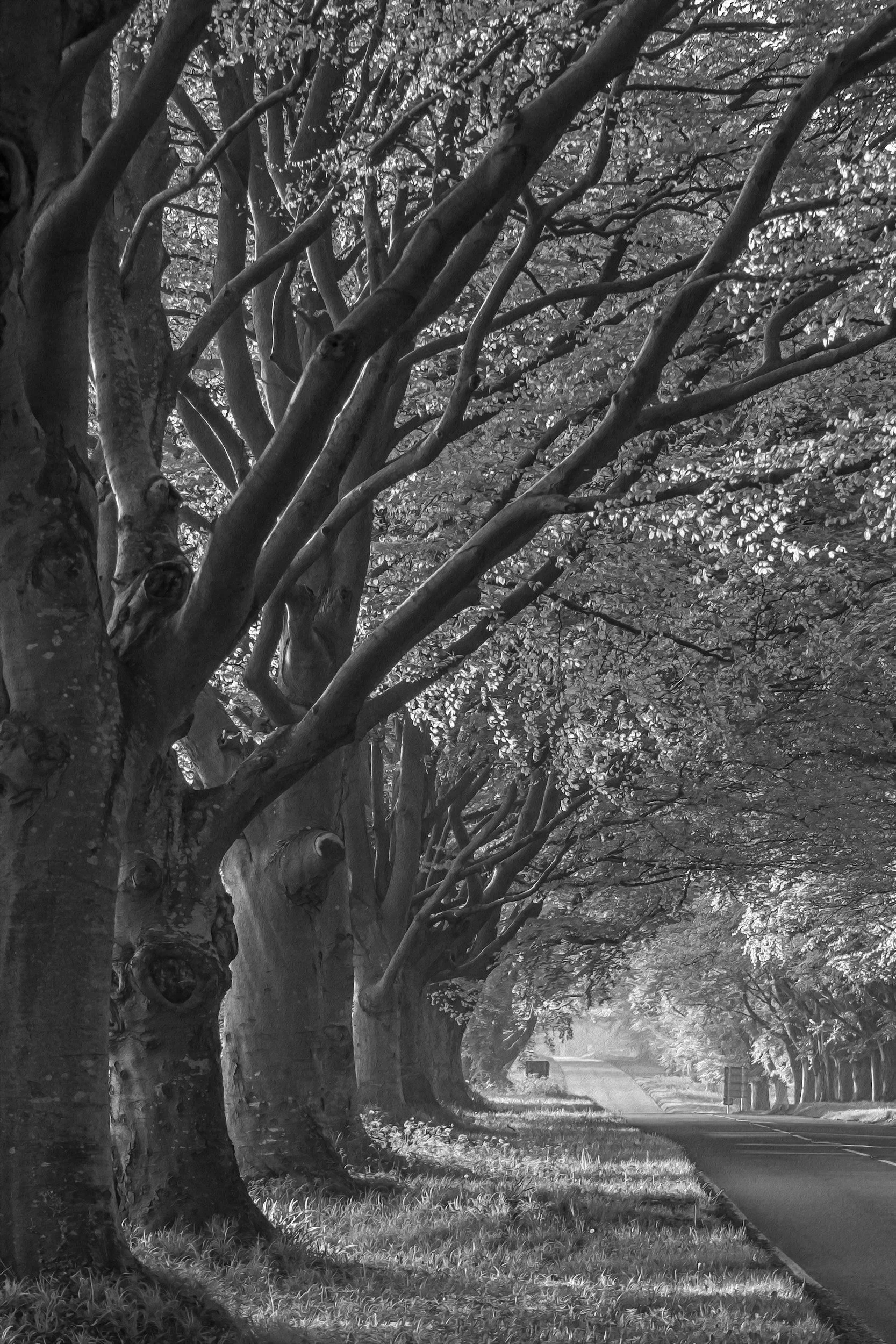 Black and white photo of a tree-lined road with tall trees on the side and their branches arching over the road, creating a canopy.