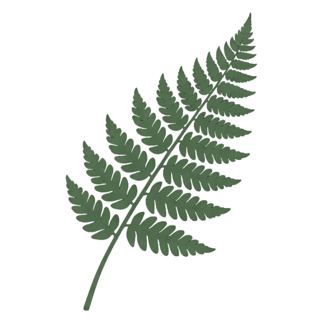A green fern leaf with multiple leaflets arranged in pairs along a central stem.