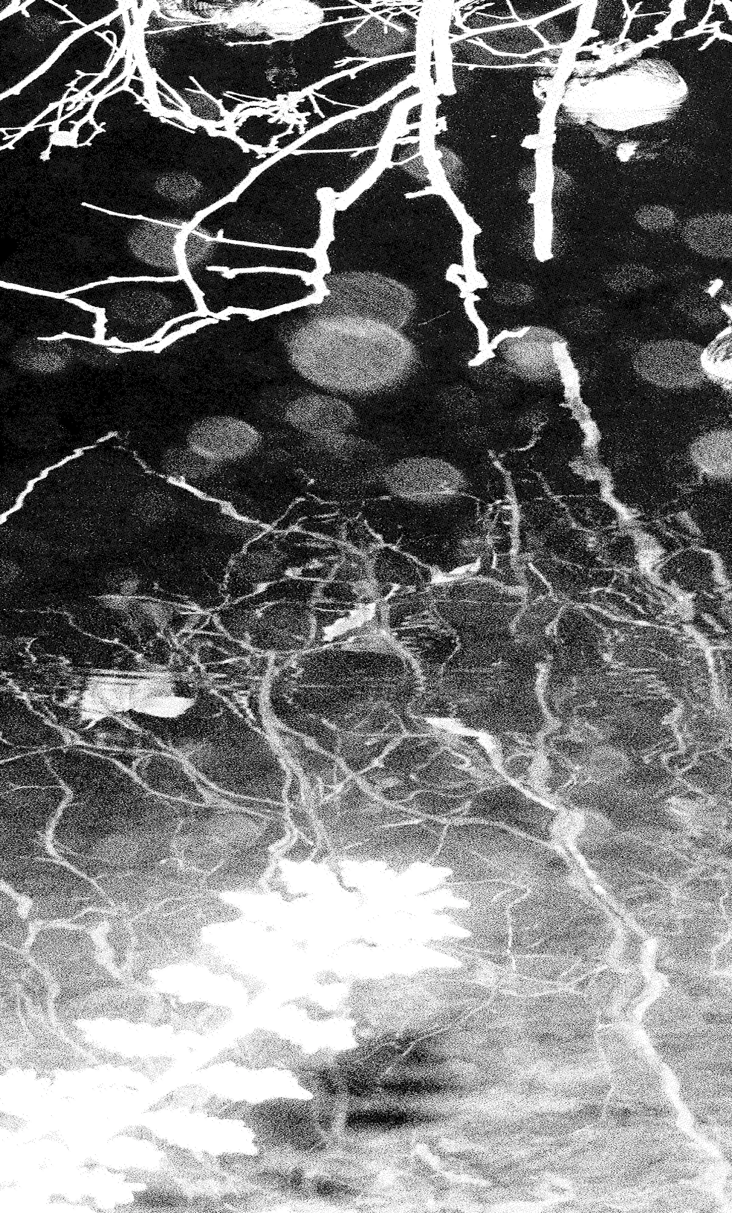 Les branches d'un arbre enneigé avec des lumières au sol, créant un décor hivernal nocturne.