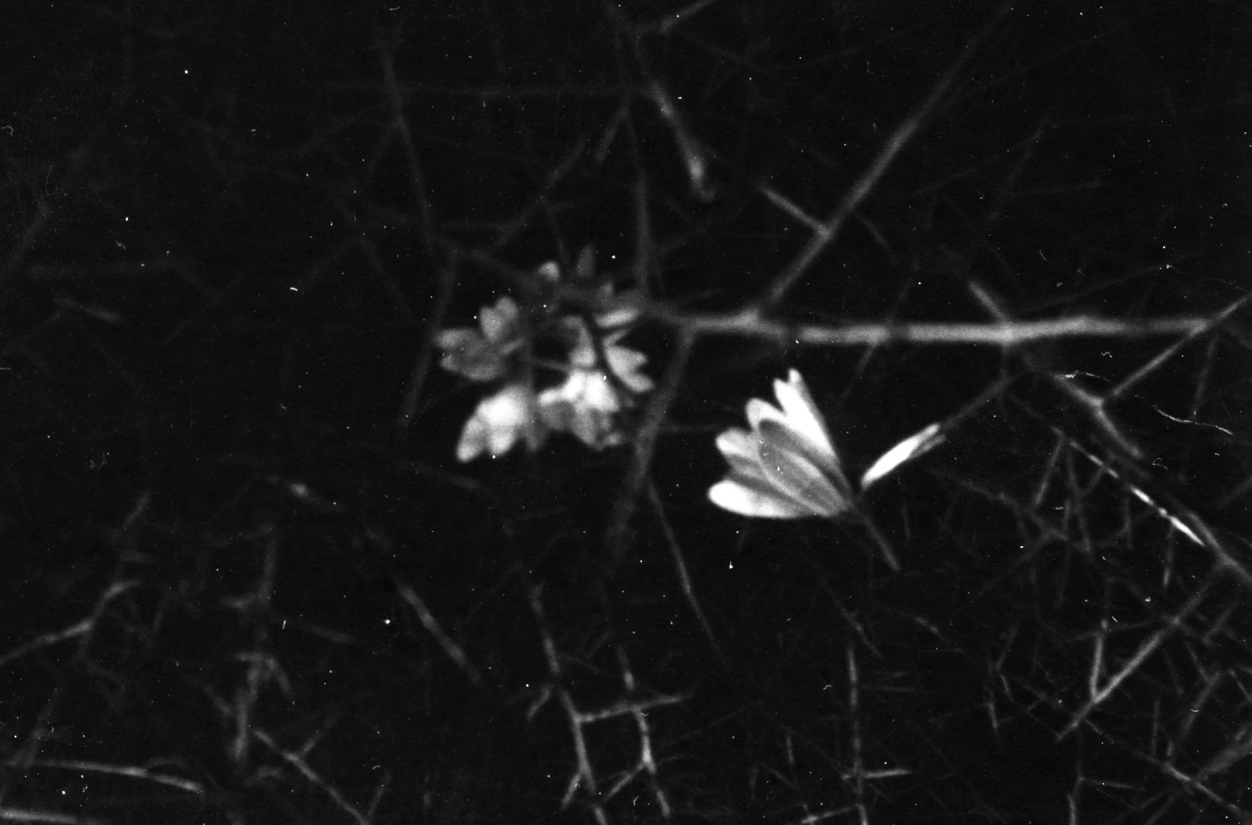 Une toile d'araignée avec deux papillons, photographiés en noir et blanc.