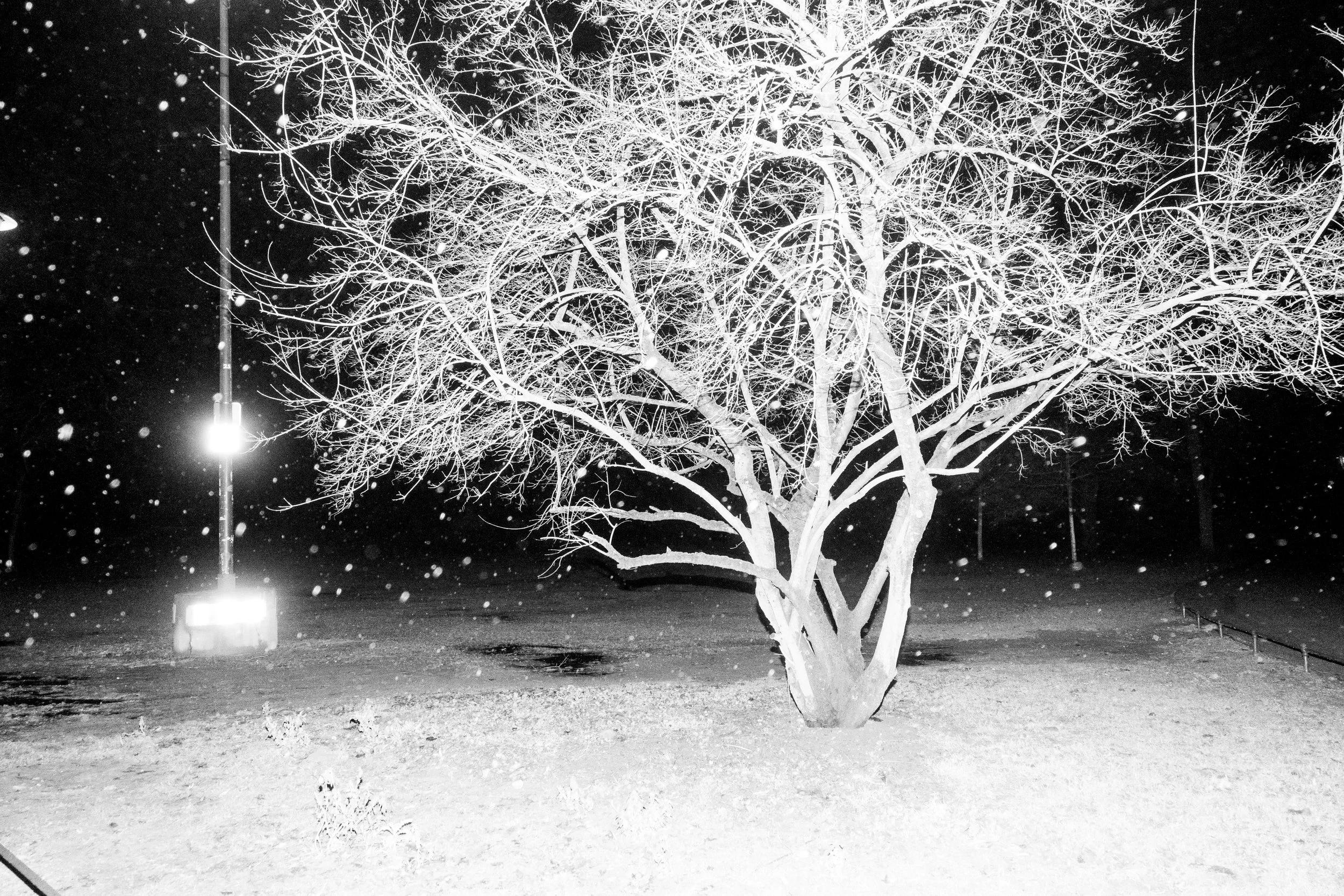 Arbre sans feuilles recouvert de neige, éclairé par une lampadaire la nuit avec des flocons de neige tombant.