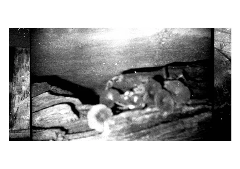 Une image en noir et blanc d'un petit animal, probablement un oiseau, posé sur une surface en bois.