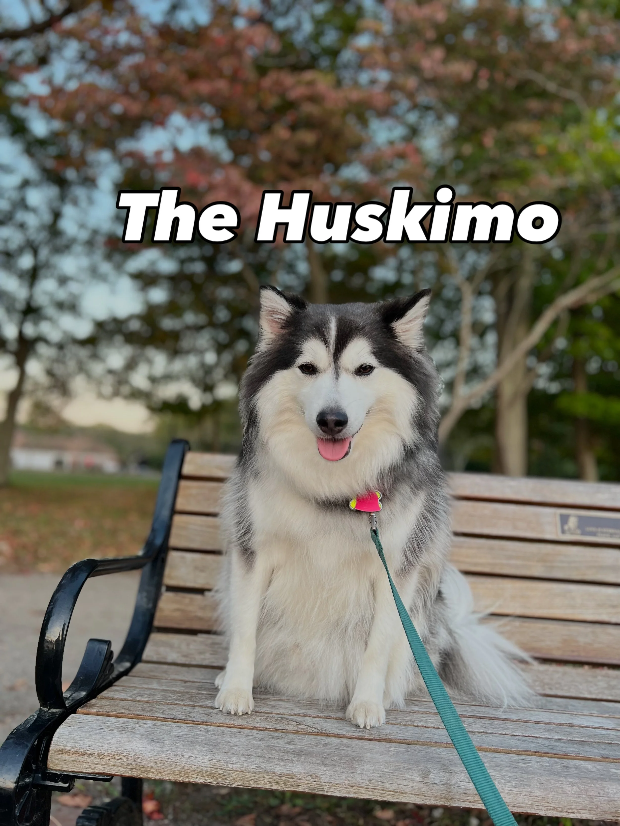 Huskimo: Breed Profile, Temperament, Care &amp; Facts