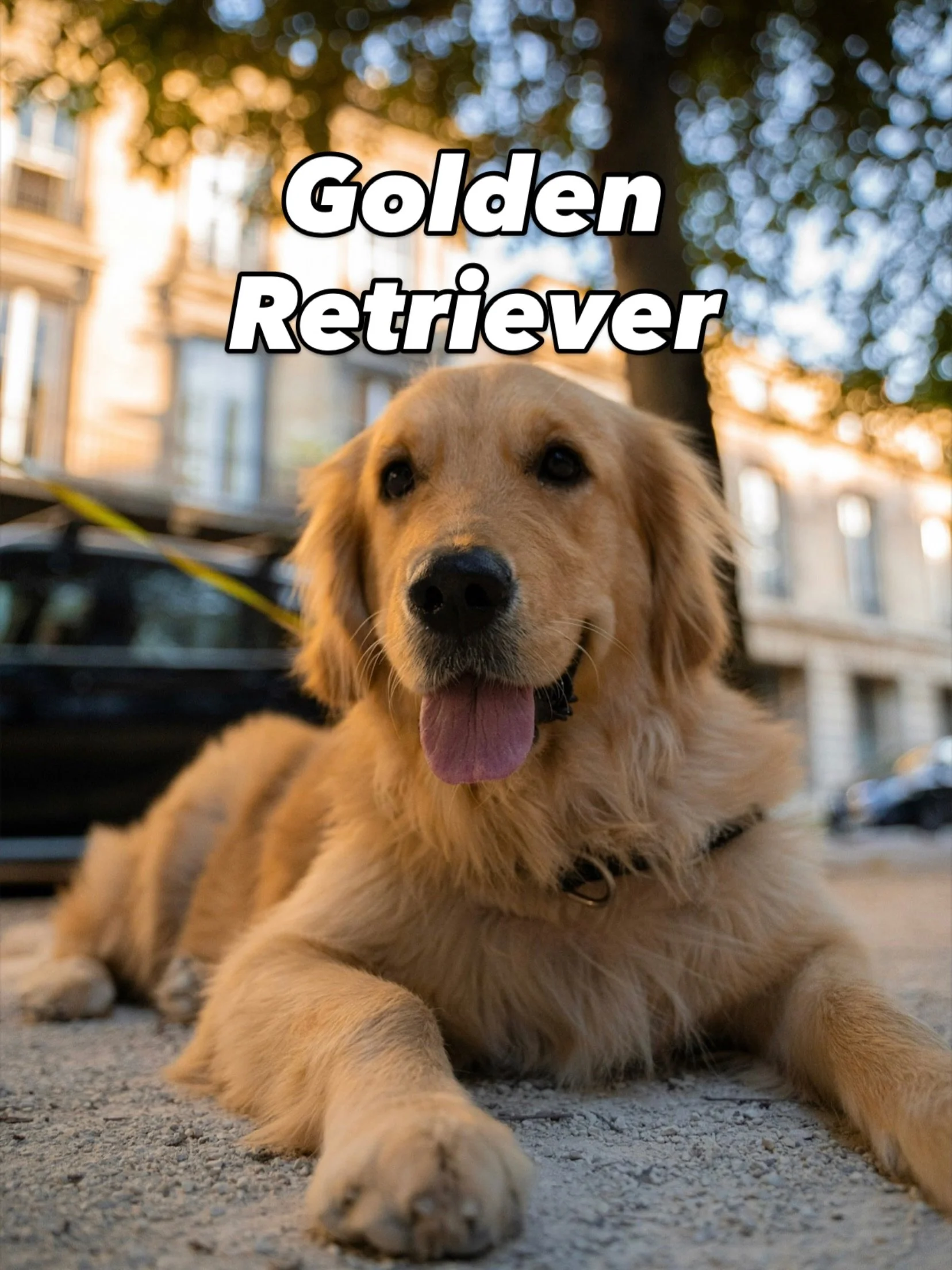 Golden Retriever!
.
.
#dog #dogs #goldenretrieverworld #goldenretriever
