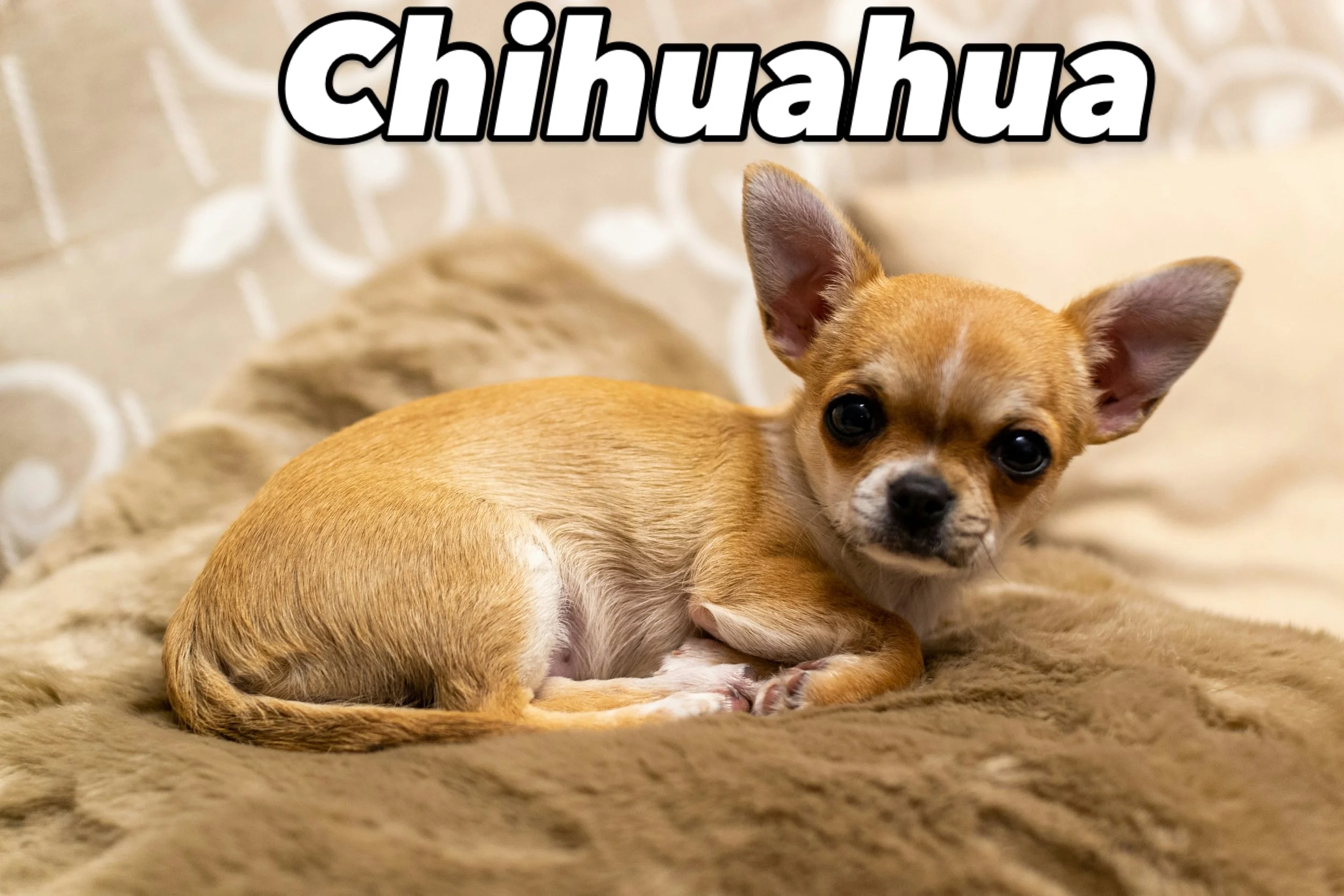 Chihuahua!
.
.
#dog #dogs #chihuahua #chihuahualove #chihuahuas