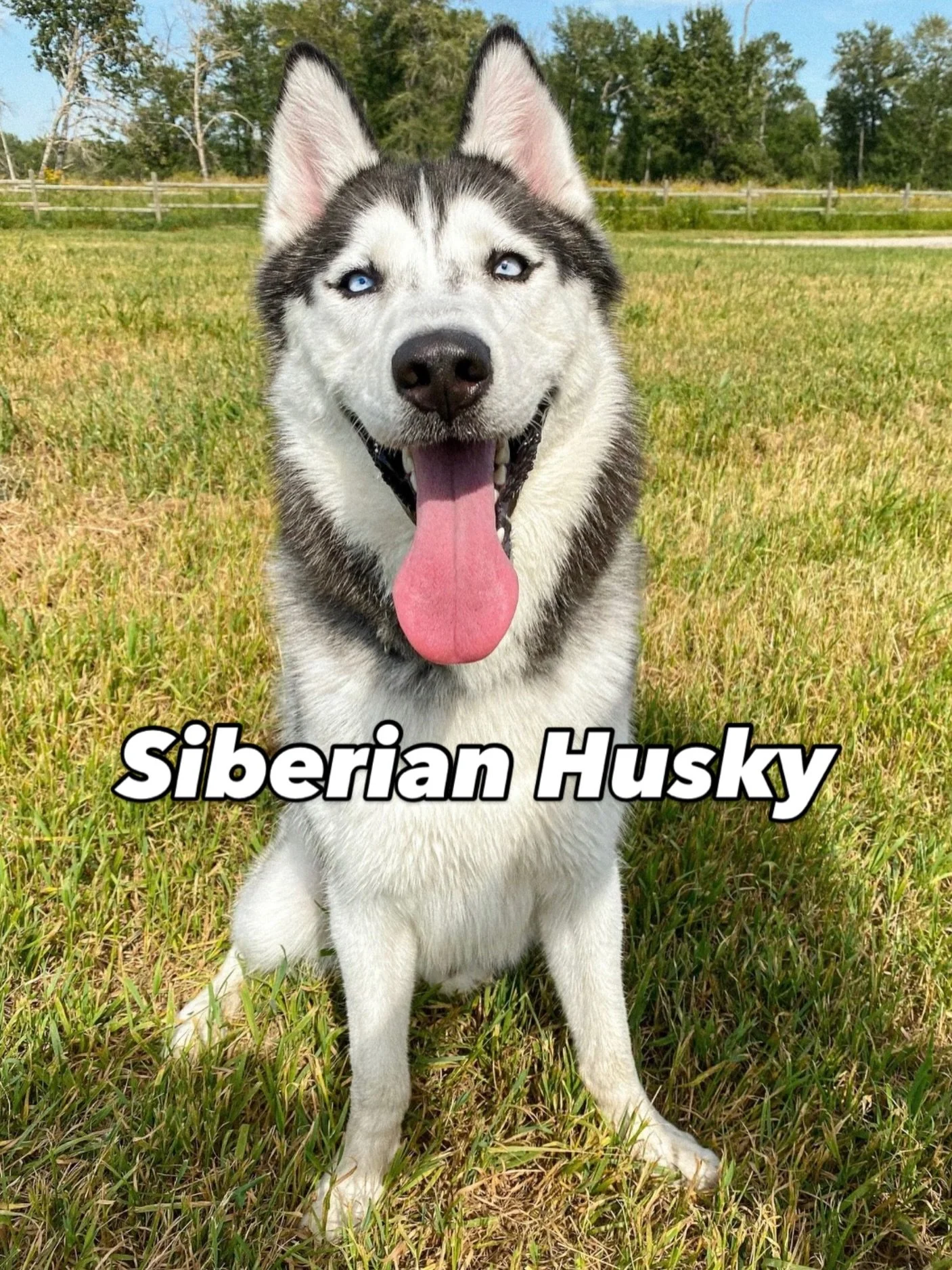Siberian Husky: Breed Profile, Temperament, Care, &amp; Facts