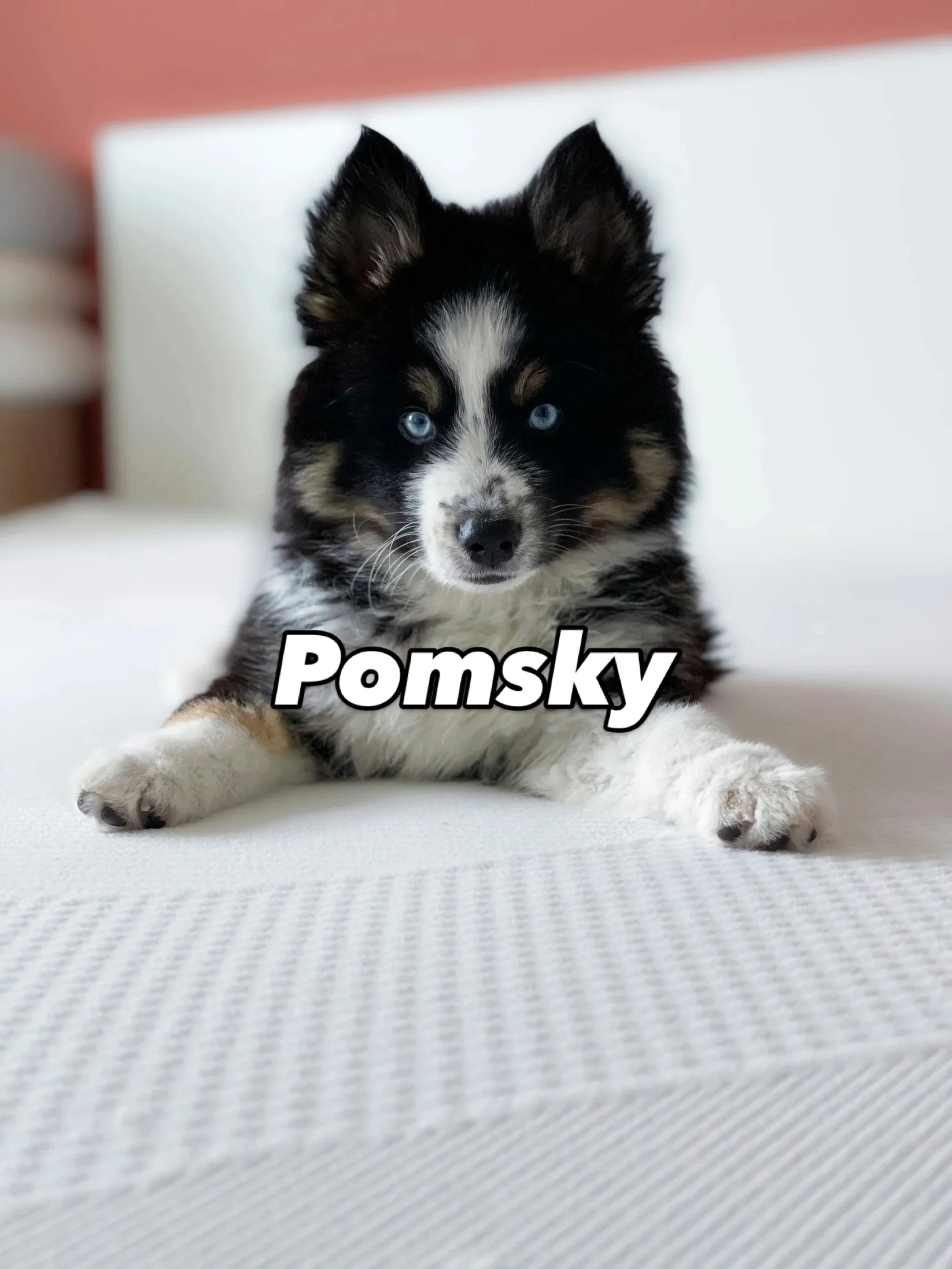 Pomsky: Breed Profile, Temperament, Care &amp; Facts