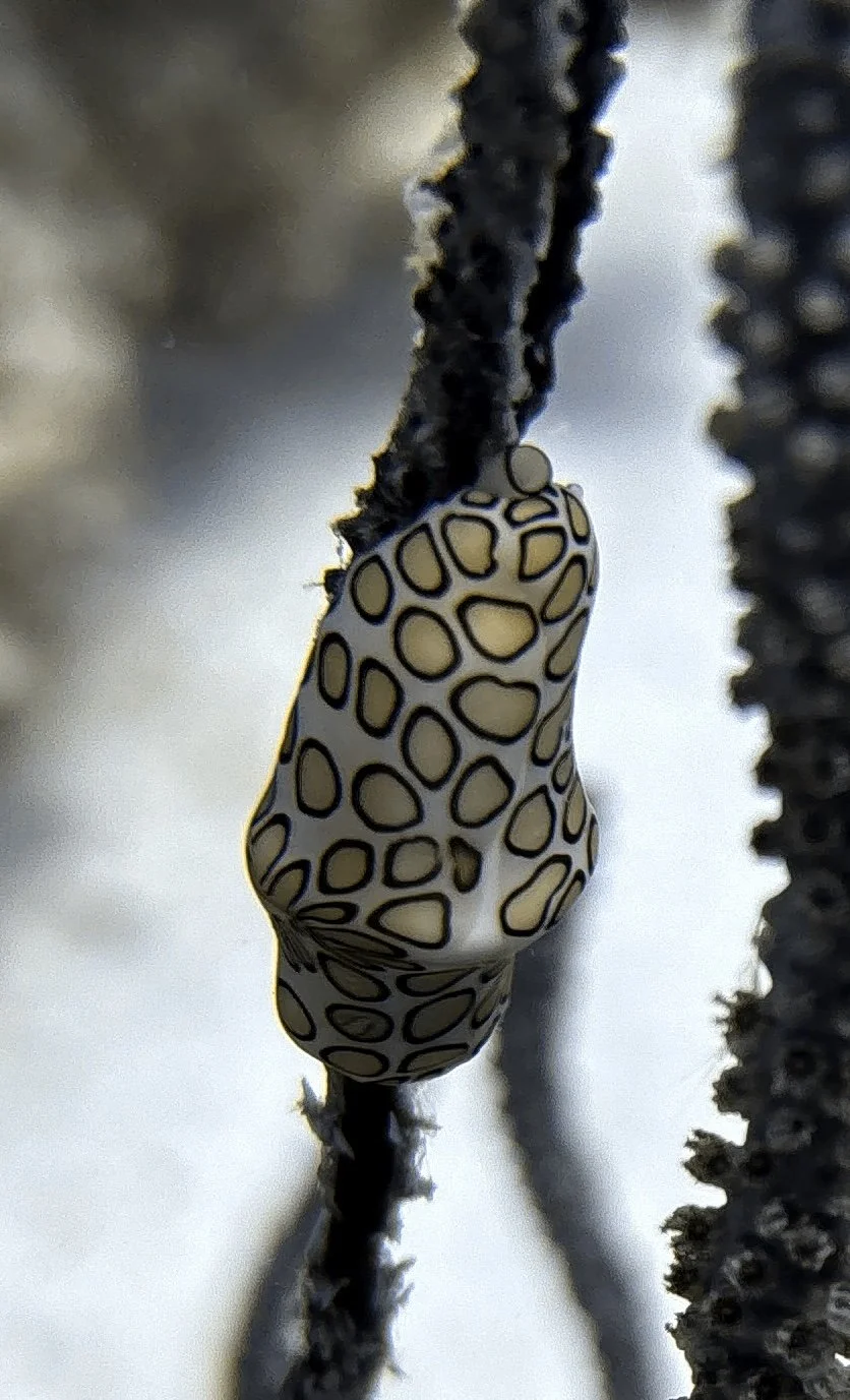 Open Water- Check Out Dives