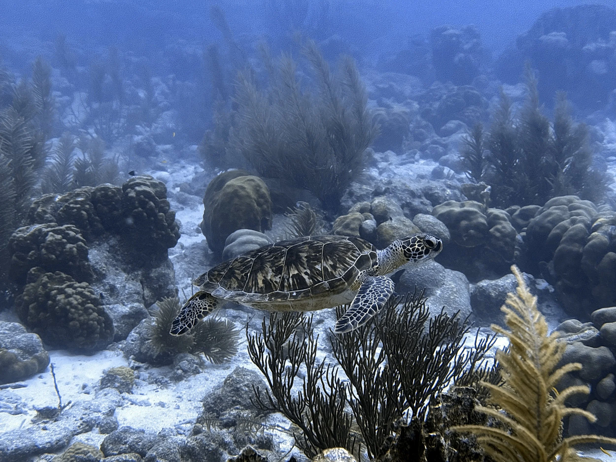 Confined Water- Pool Dives