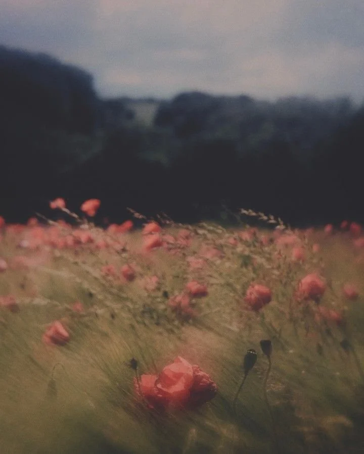 Close-up view of pink flowers blooming on a green grassy field with a blurred background of hills and cloudy sky.