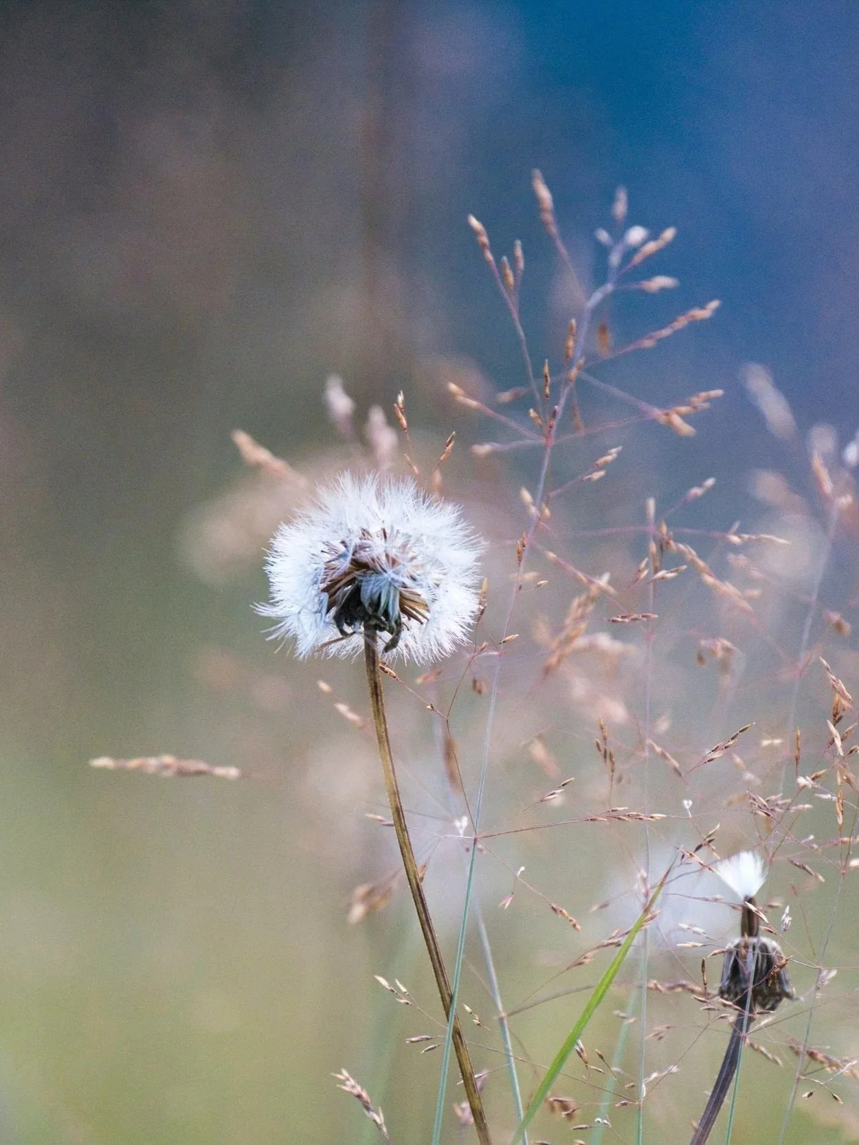 A close-up photo of a dandelion puffball with some weeds and grass around it, against a blurred background of blue and earth tones.