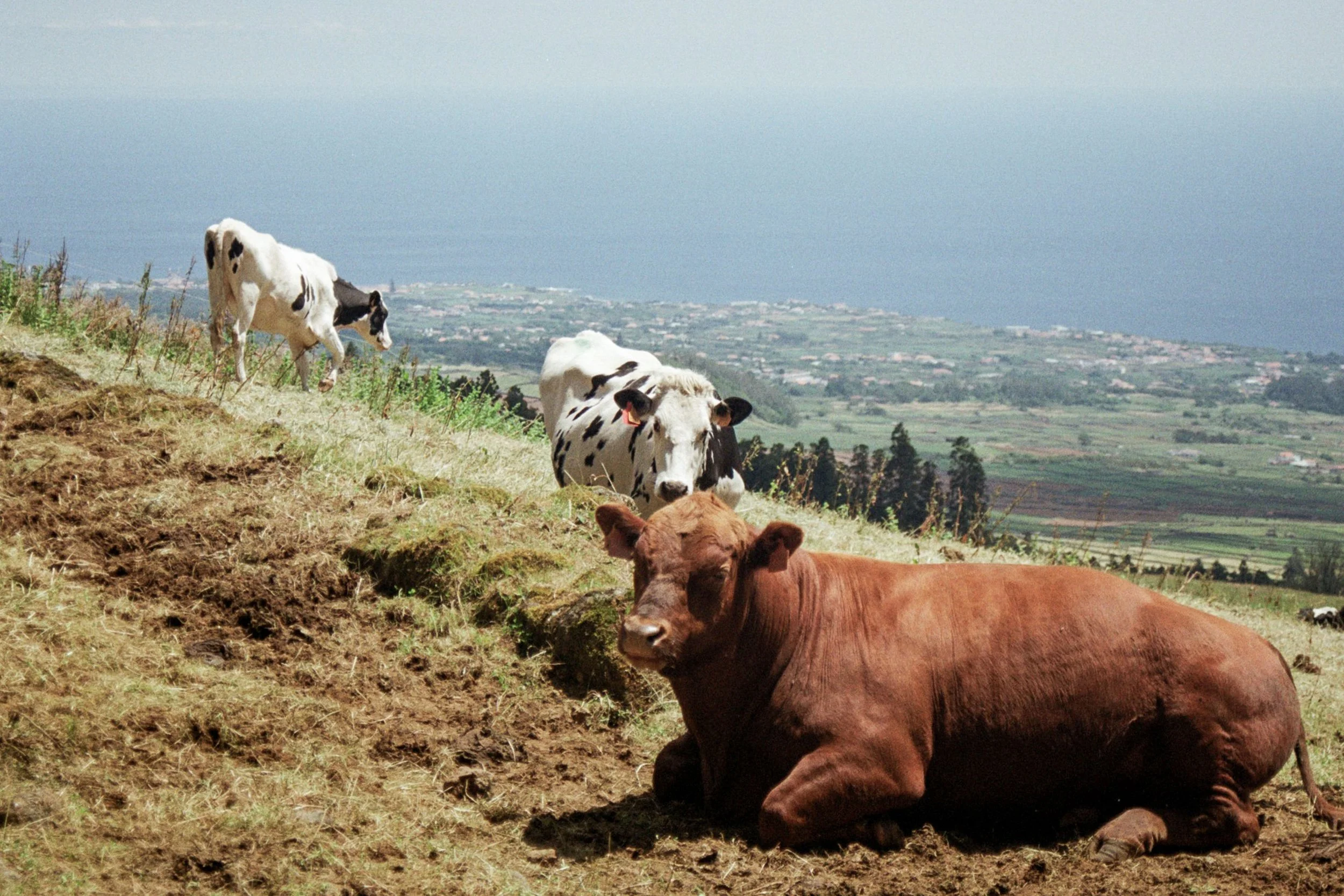 Vacas vermelha, preta e branca descansando em uma colina com vista para o mar e a paisagem verde ao fundo.