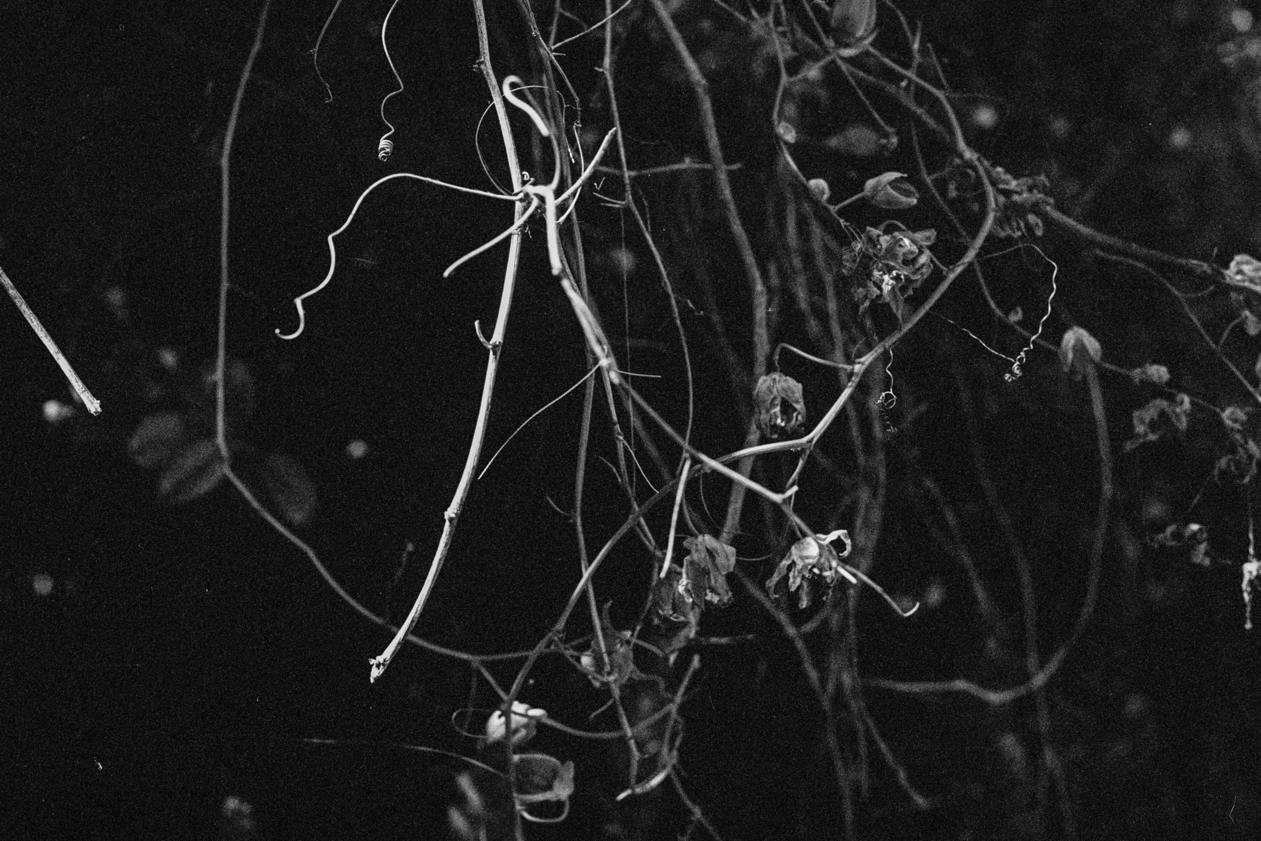Ramos secos e finos de plantas ou trepadeiras em um fundo escuro, possivelmente uma fotografia em preto e branco de galhos ou raízes.