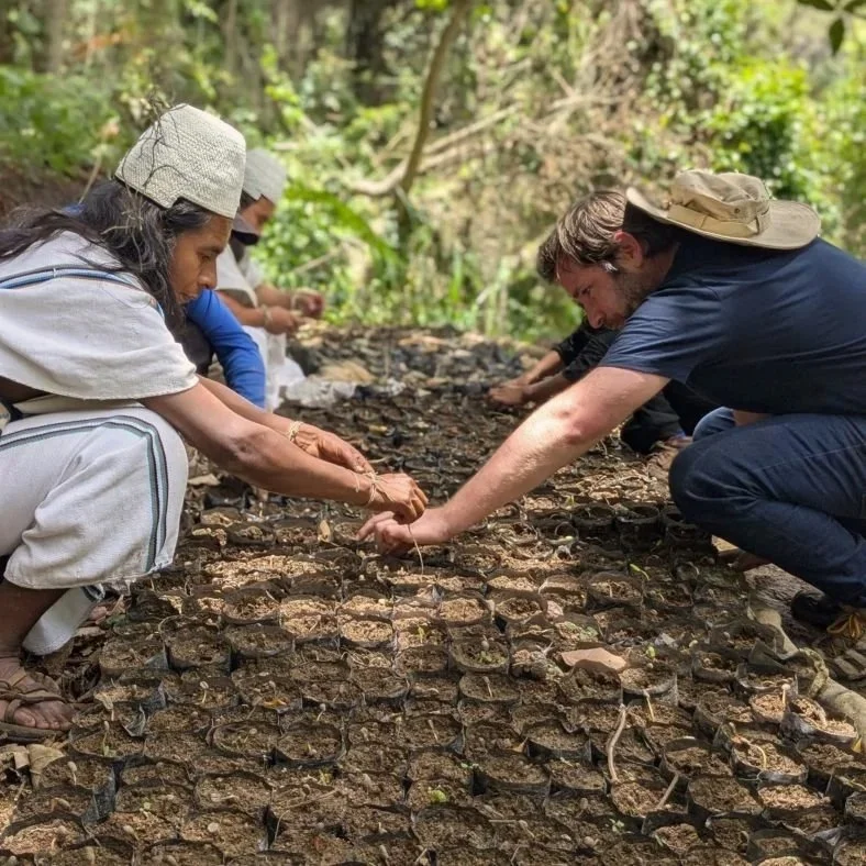 People squatting and kneeling outdoors on the ground, examining coffee seedlings in a forested area.