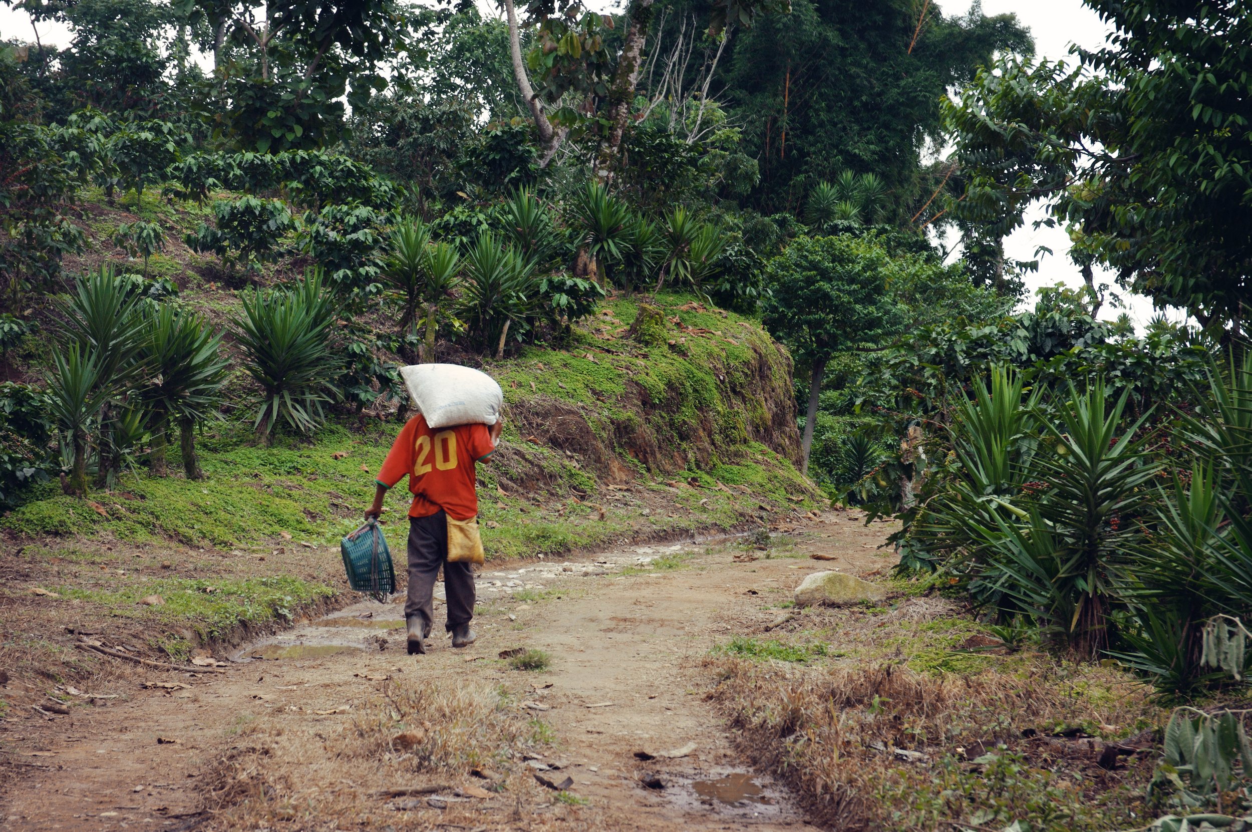 A person walking along a dirt trail in a lush, green forest, carrying a large white sack on their back and a small basket in their right hand, with dense vegetation and trees on both sides.