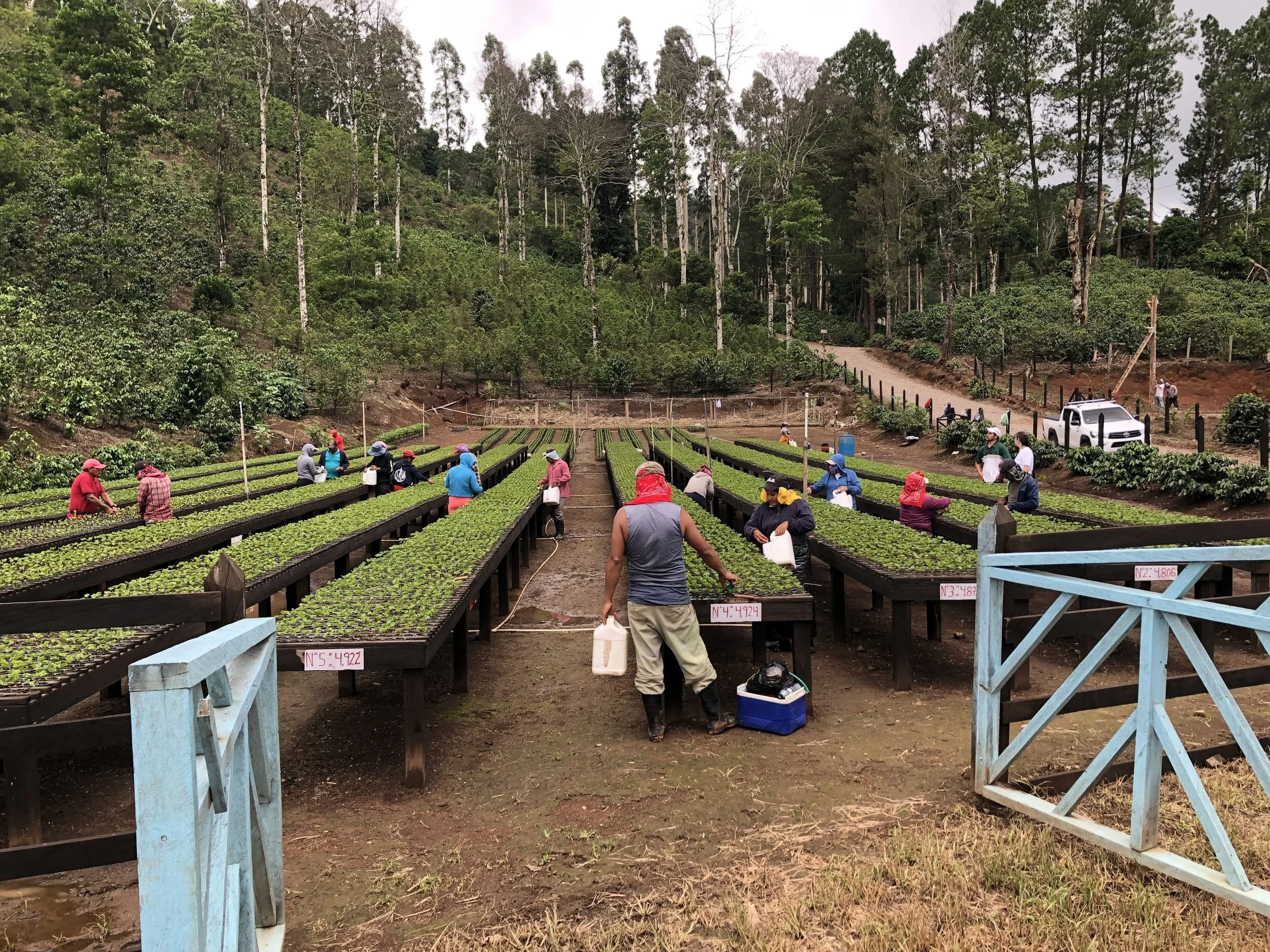 People working in a field of small plants on raised beds, with trees and a dirt path in the background, in a rural, forested area.