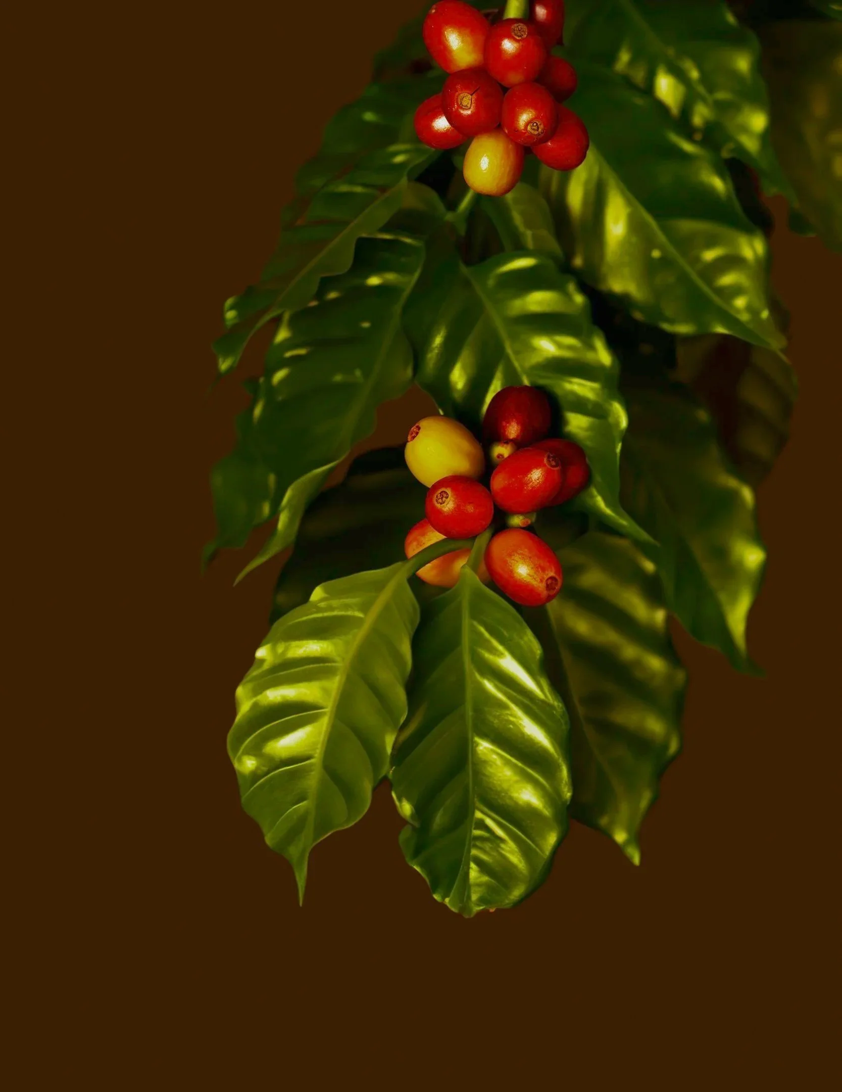 Coffee plant branch with green leaves and red and yellow coffee cherries.