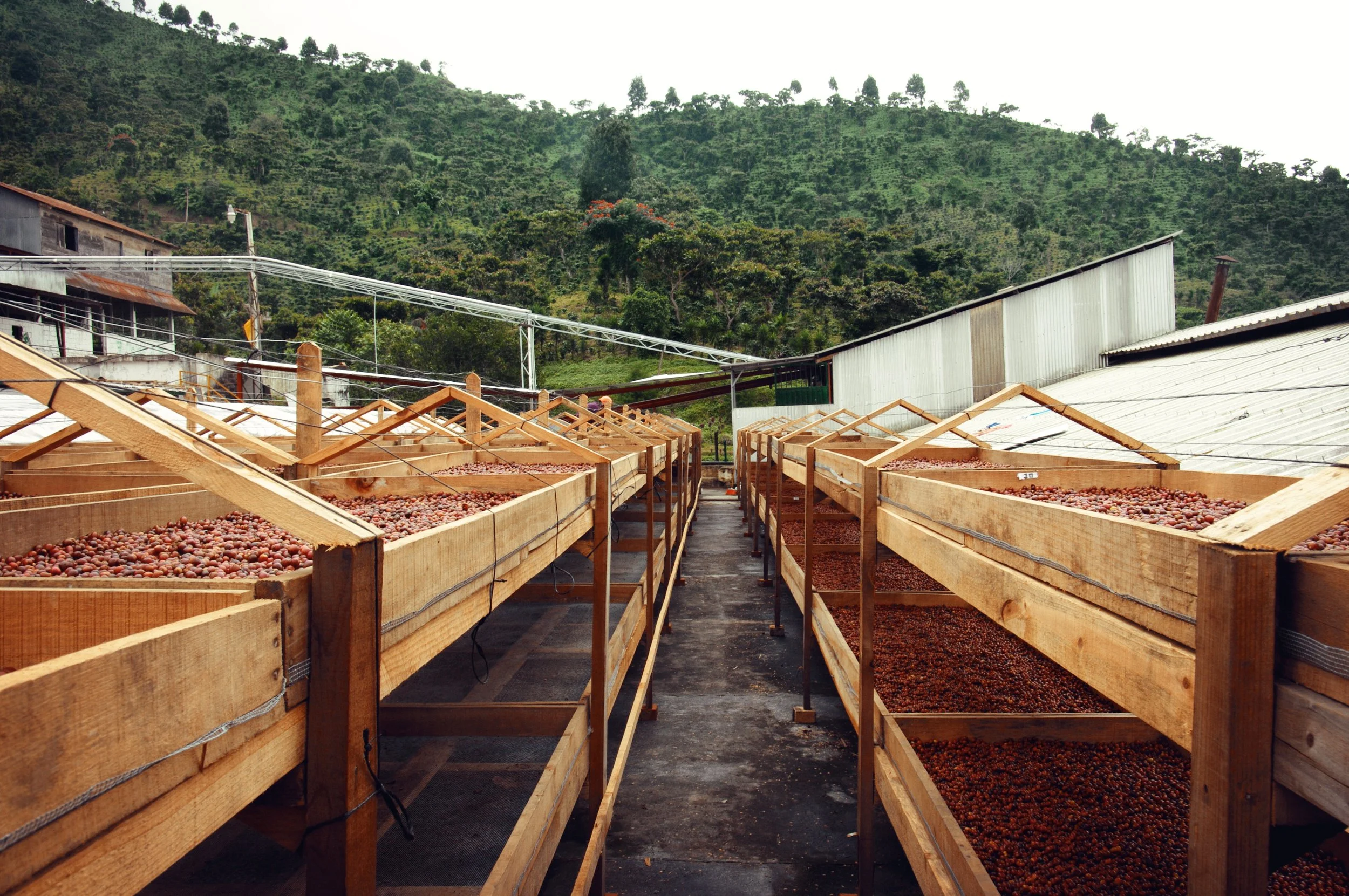 Coffees beans drying on large wooden racks outdoors surrounded by green hills.