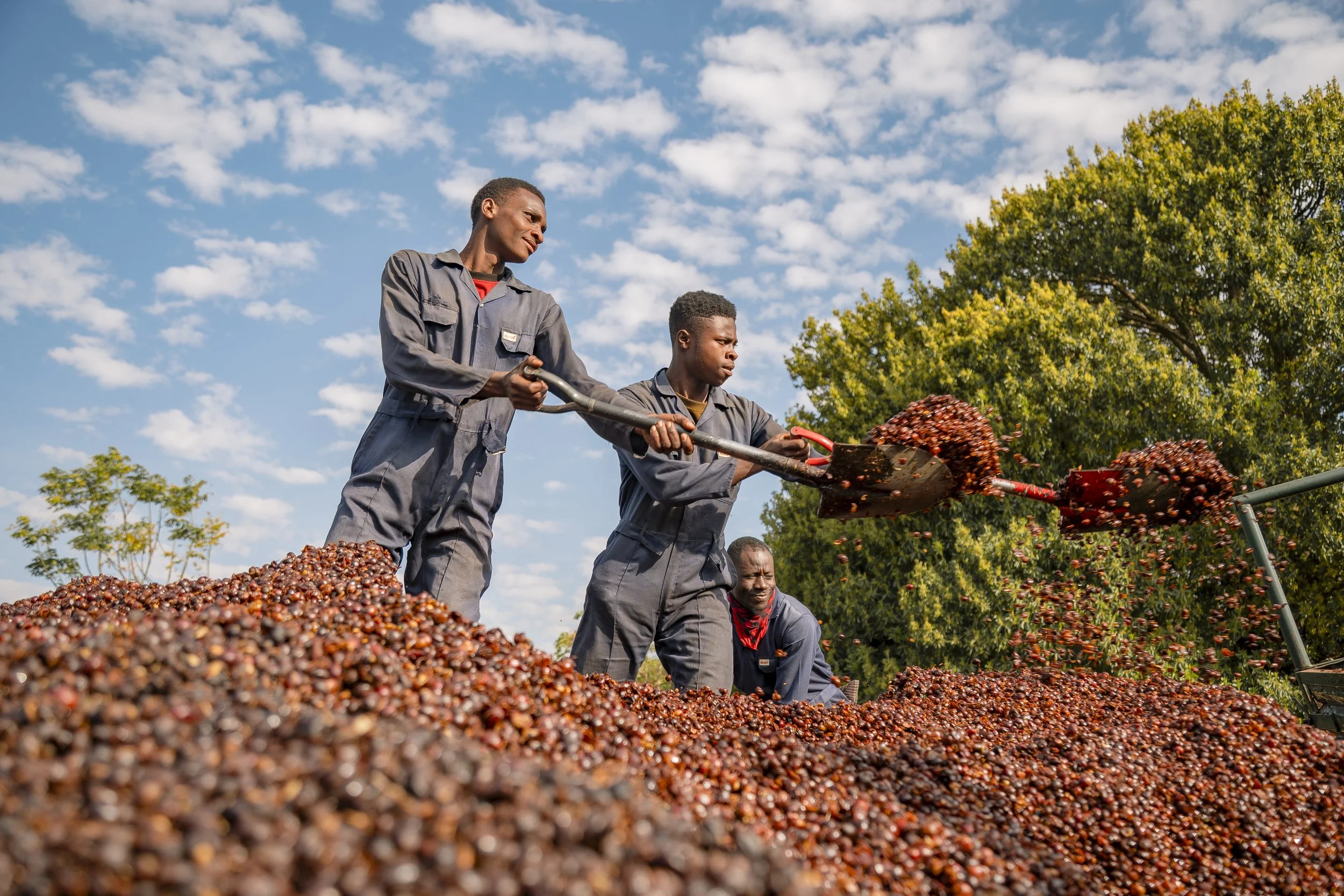 Three men moving coffee cherries under a blue sky with clouds, using a long tool to toss the cherries into a pile.