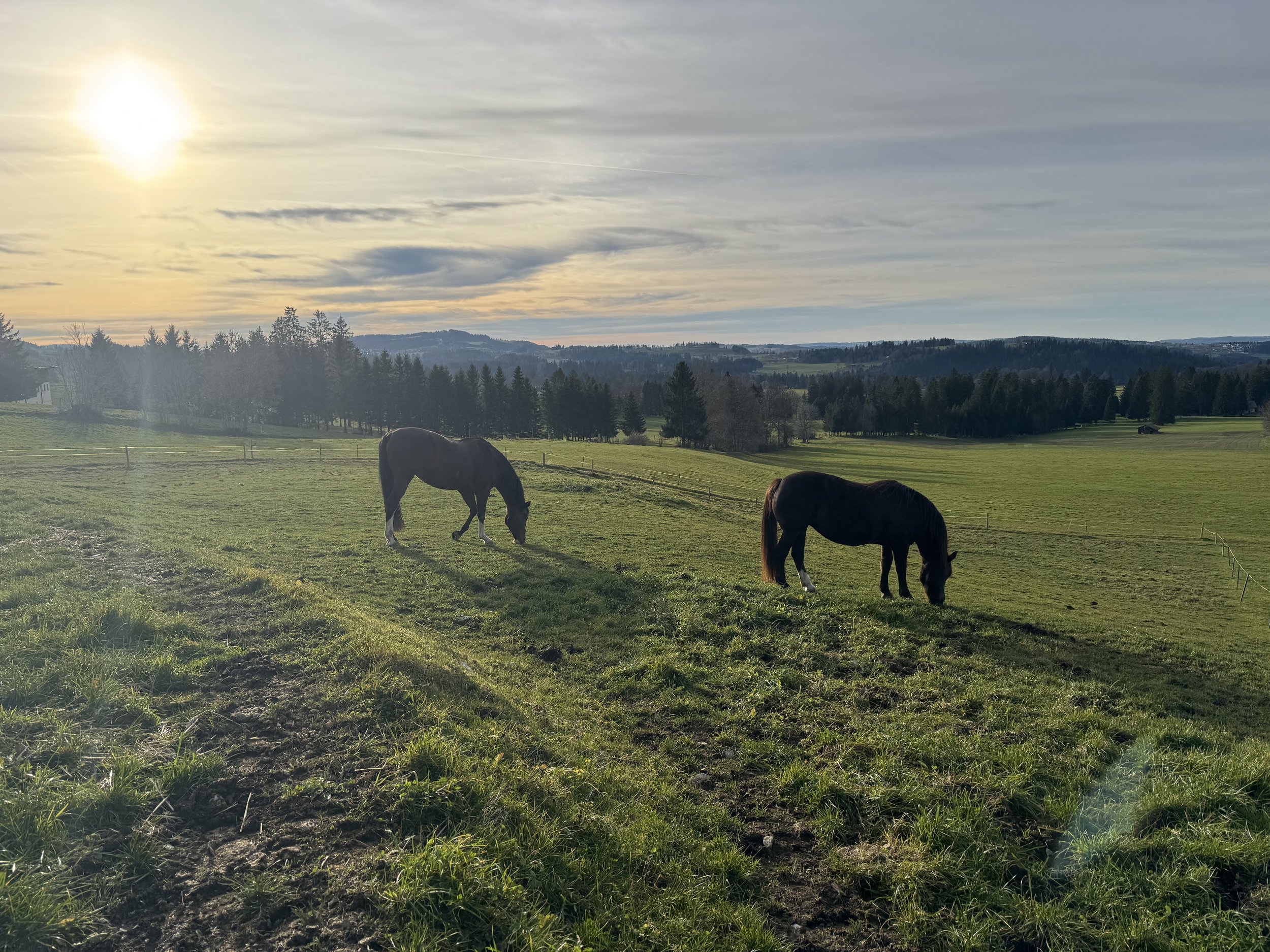 Deux chevaux broutent dans un champ verdoyant lors d'un coucher de soleil.