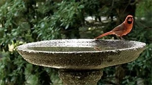 Videos by Kathleen Mackenzie, Cello Improvisations by Loretta O'Sullivan