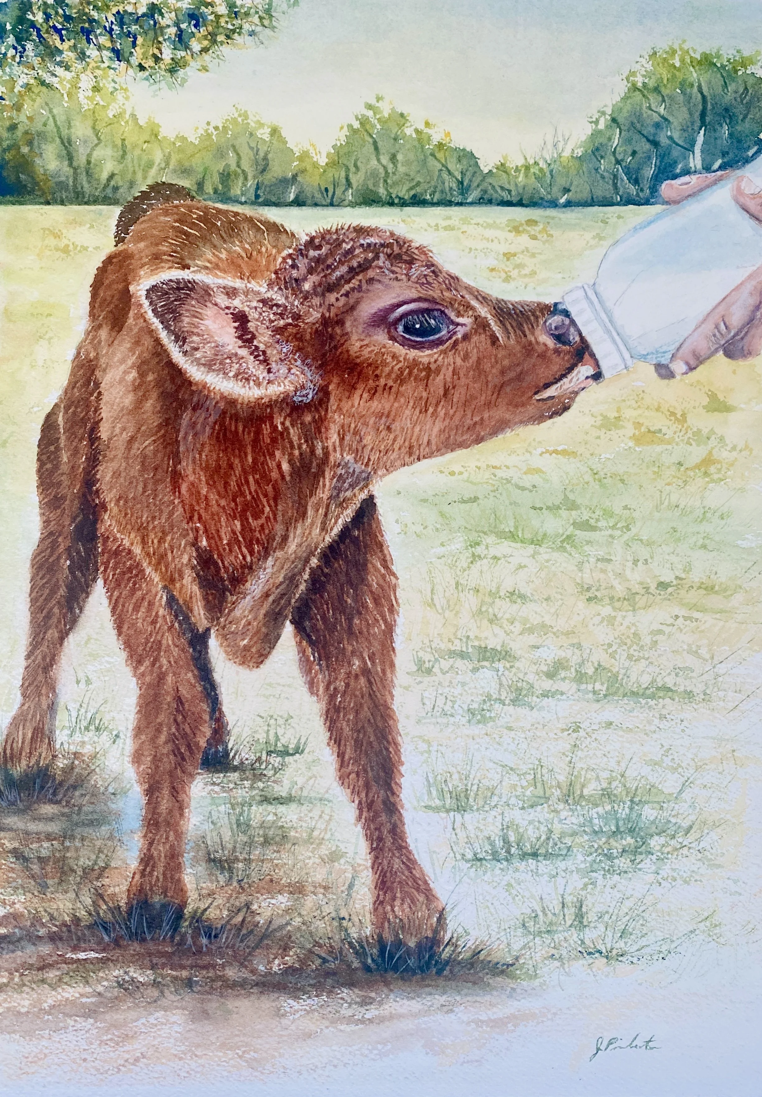 Rescued!  16 x 12, Mineral Wells Visitor Center -  500