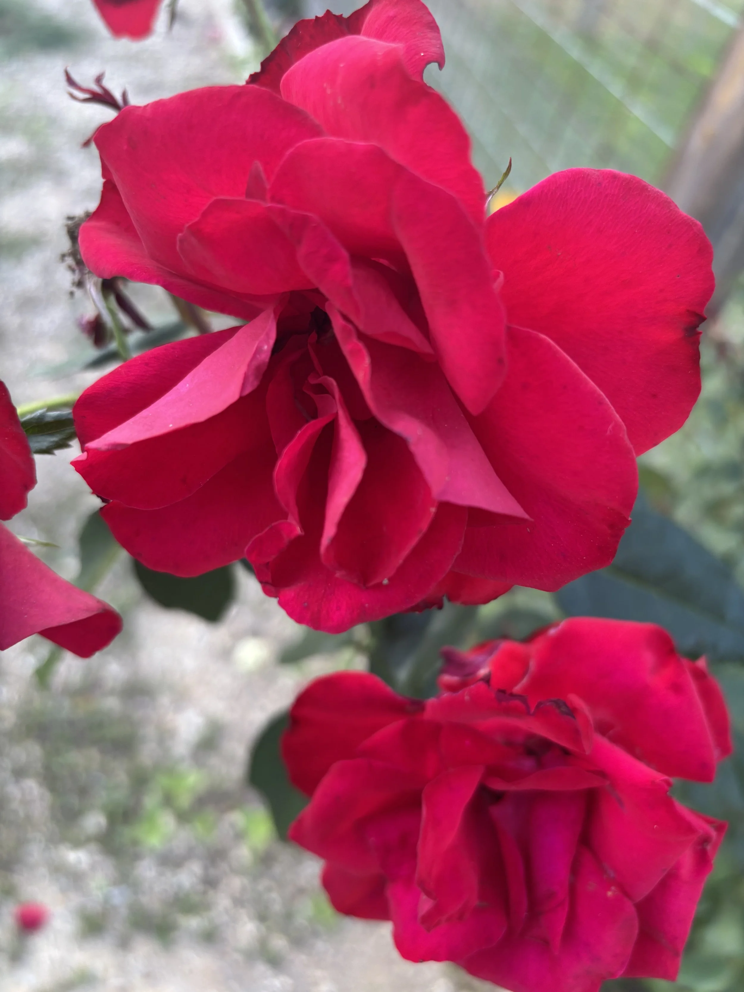 The Story of Sophia’s Center