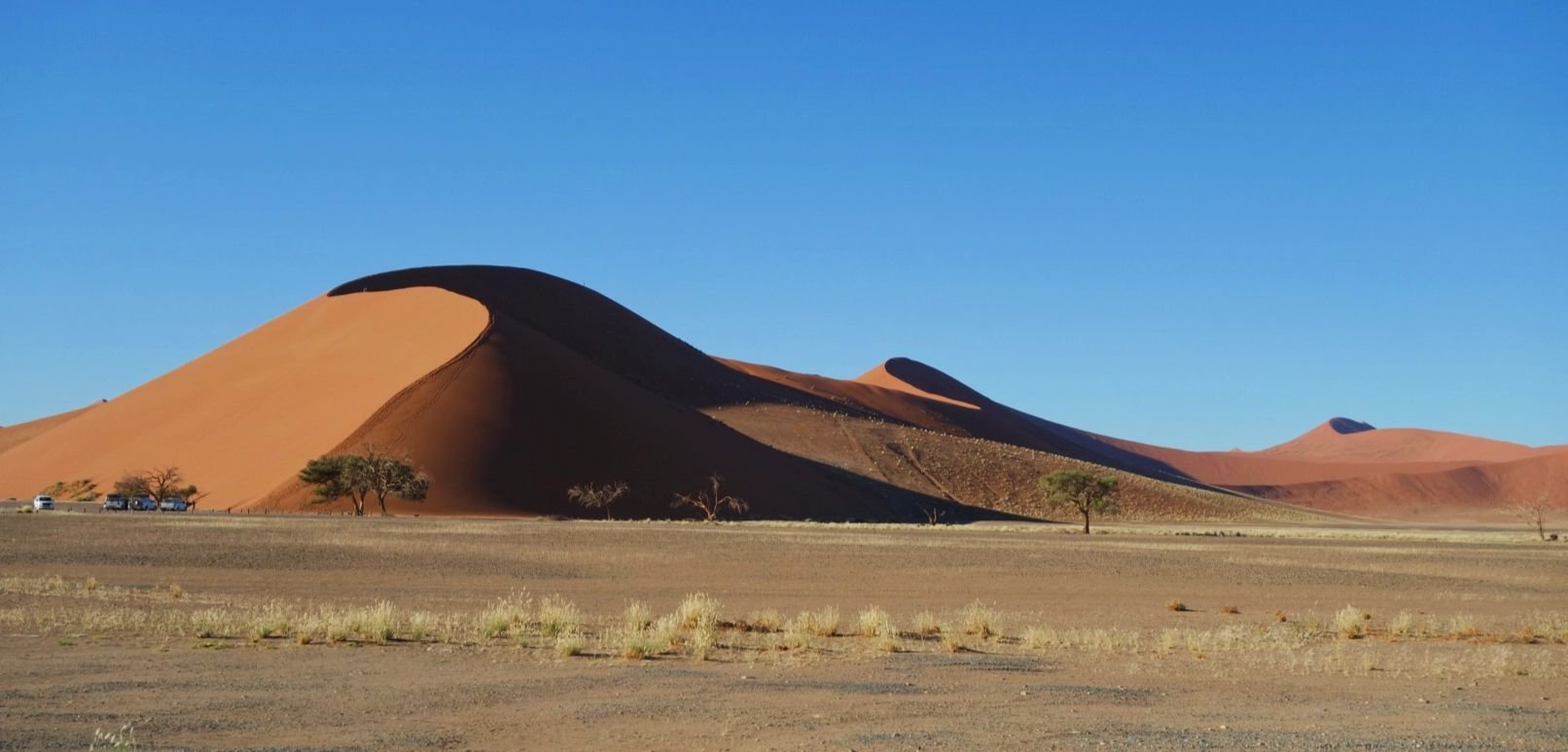 Dunes de sable dans un désert avec quelques arbres épars et un ciel clair en arrière-plan.