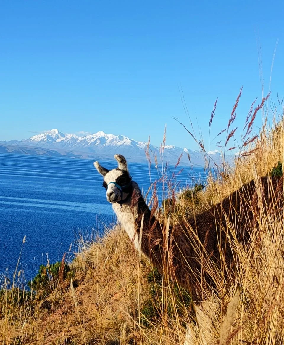 Lama debout sur une falaise en herbe, avec un lac et des montagnes enneigées en arrière-plan, par une journée ensoleillée.