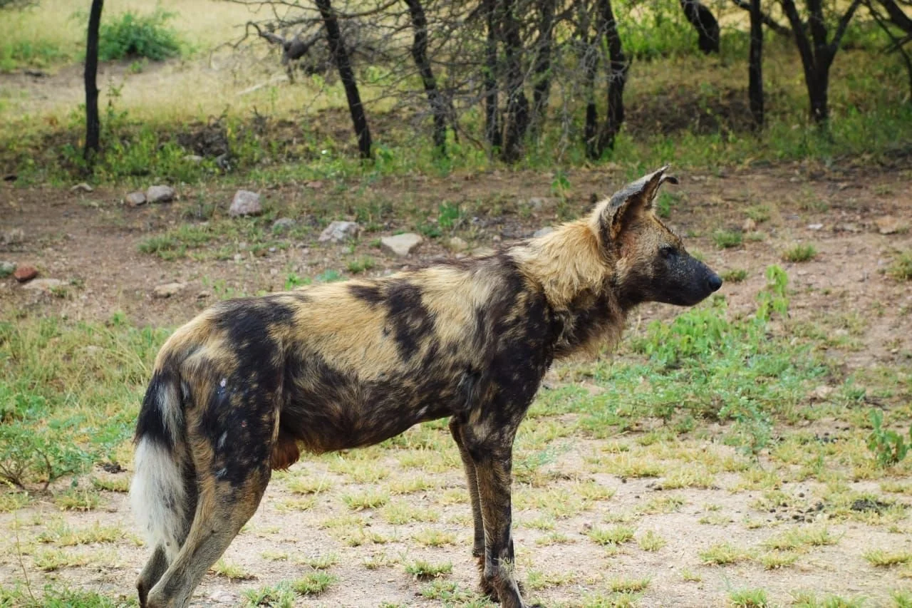 Un hybride de chien et de hyène dans une zone naturelle avec de l'herbe et des arbres.