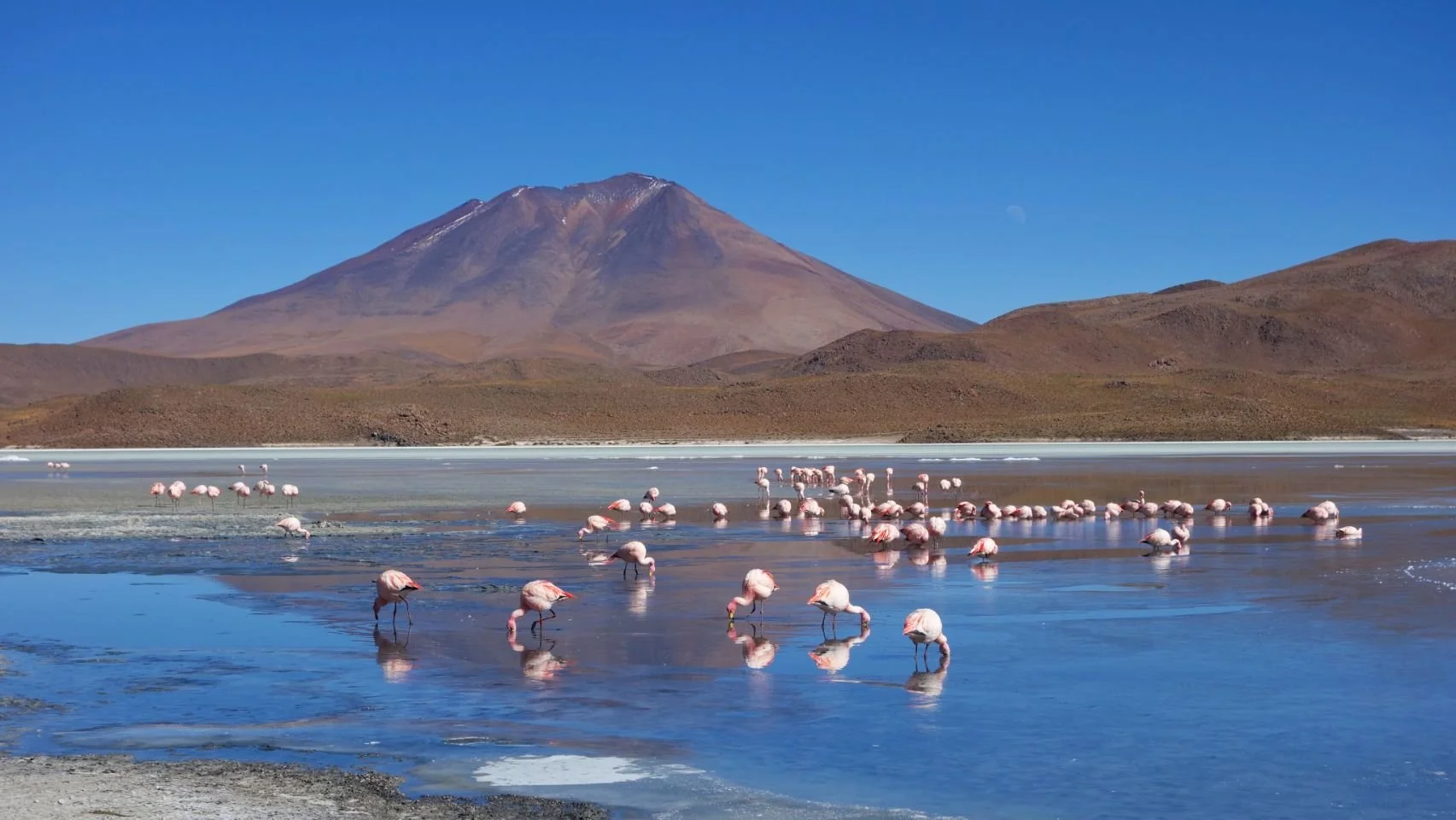 Grand lac salé avec des flamants roses flottant et se nourrissant, entouré de montagnes et d'un volcan en arrière-plan, ciel bleu clair.