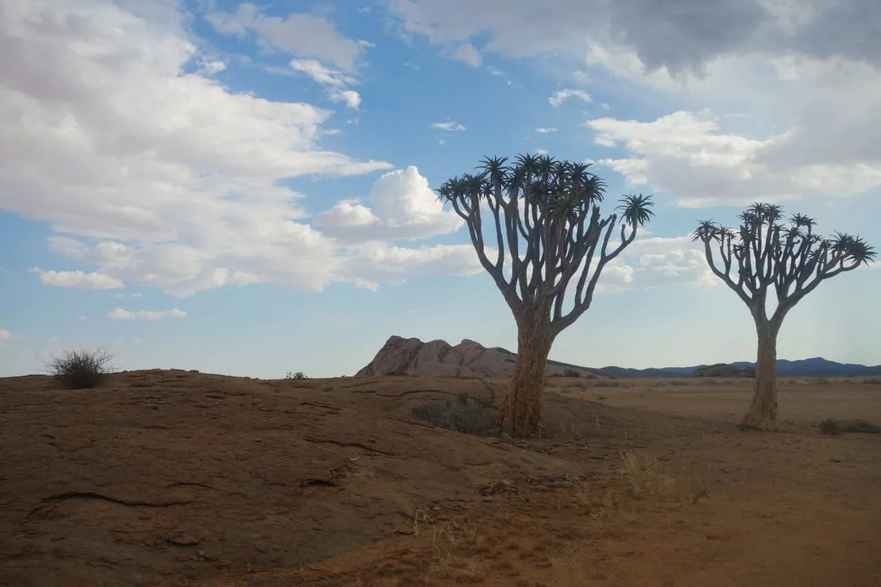 Deux arbres en forme de quiche dans un désert, avec un ciel partiellement nuageux.