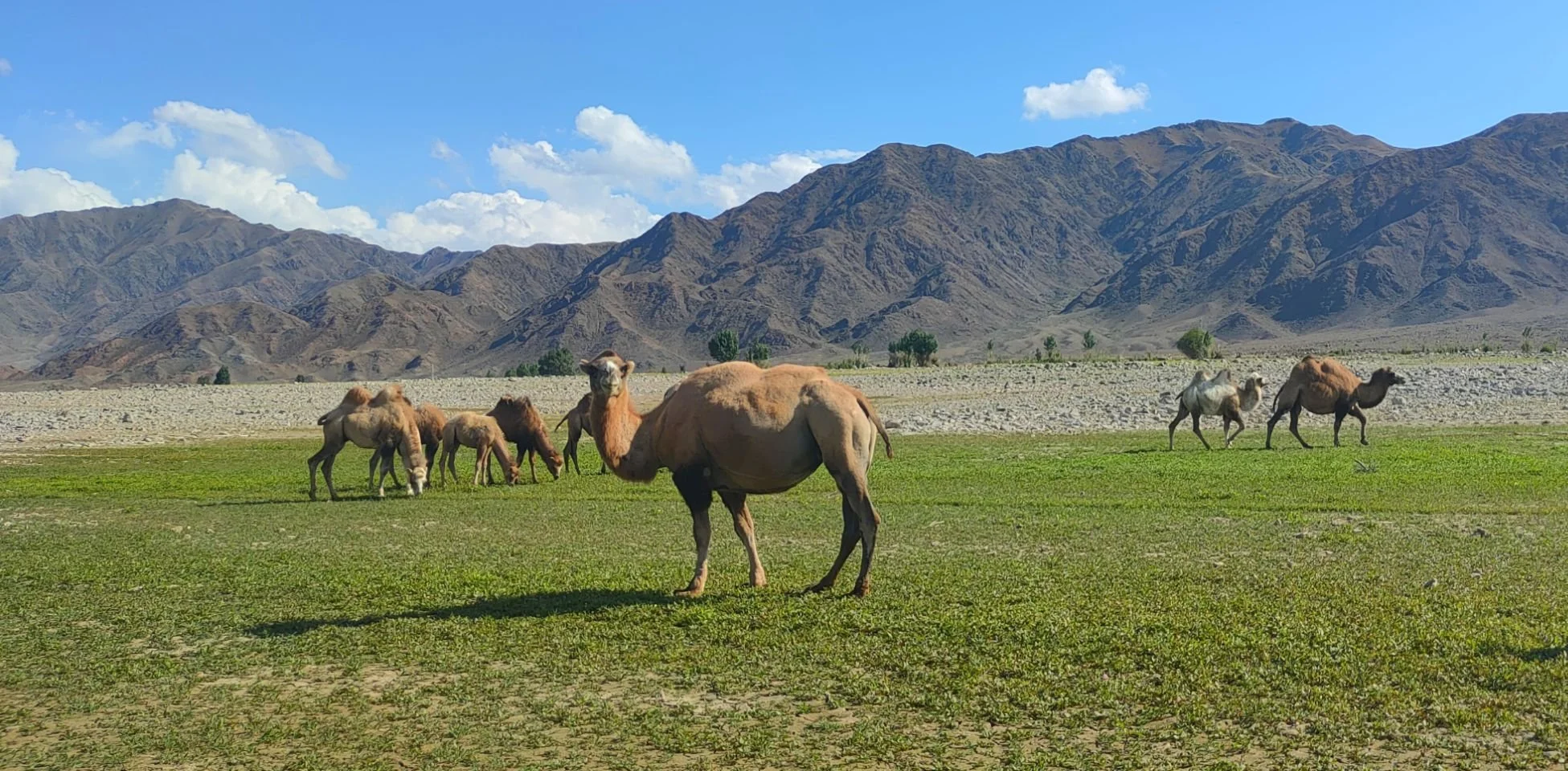 Un groupe de chameaux dans une plaine verdoyante avec des montagnes en arrière-plan, ciel bleu avec quelques nuages.